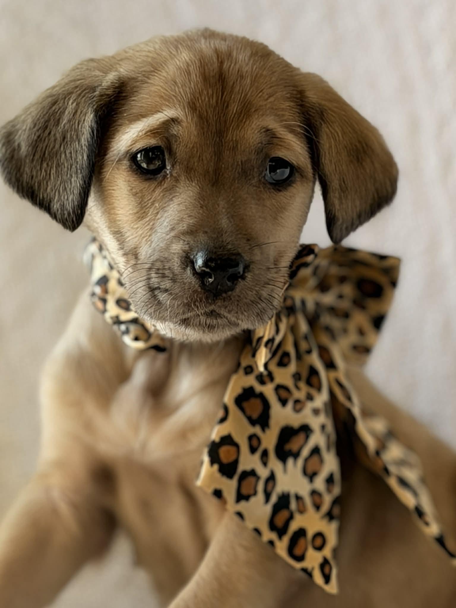 Donna the shepherd mix puppy, Adoptable, Puppy Female German Shepherd Dog & Labrador Retriever.