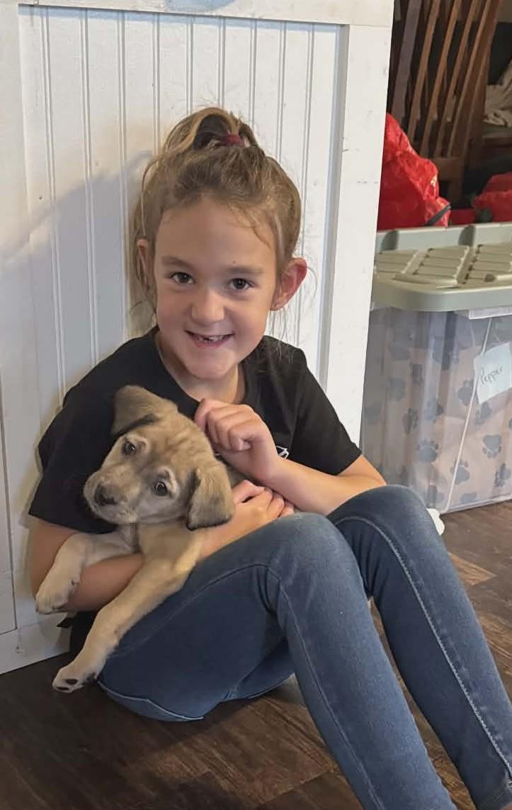 Enlarge Donna the shepherd mix puppy, a Adoptable mixed breed in Muskego, WI image 6/6