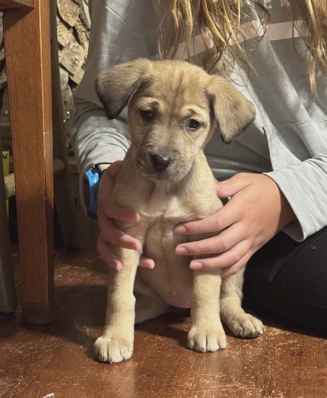 Enlarge Donna the shepherd mix puppy, a Adoptable mixed breed in Muskego, WI image 2/6
