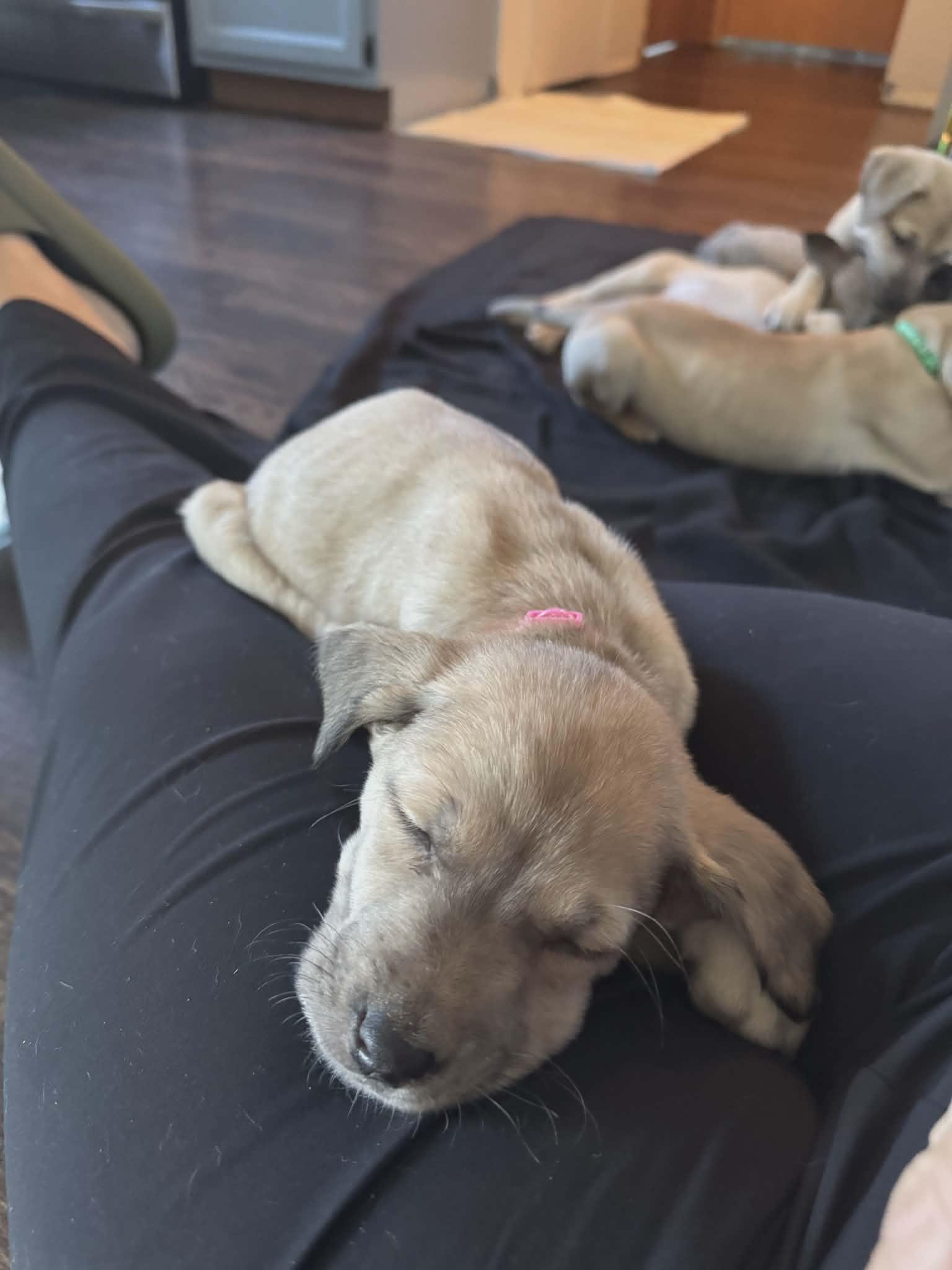 Enlarge Donna the shepherd mix puppy, a Adoptable mixed breed in Muskego, WI image 4/6