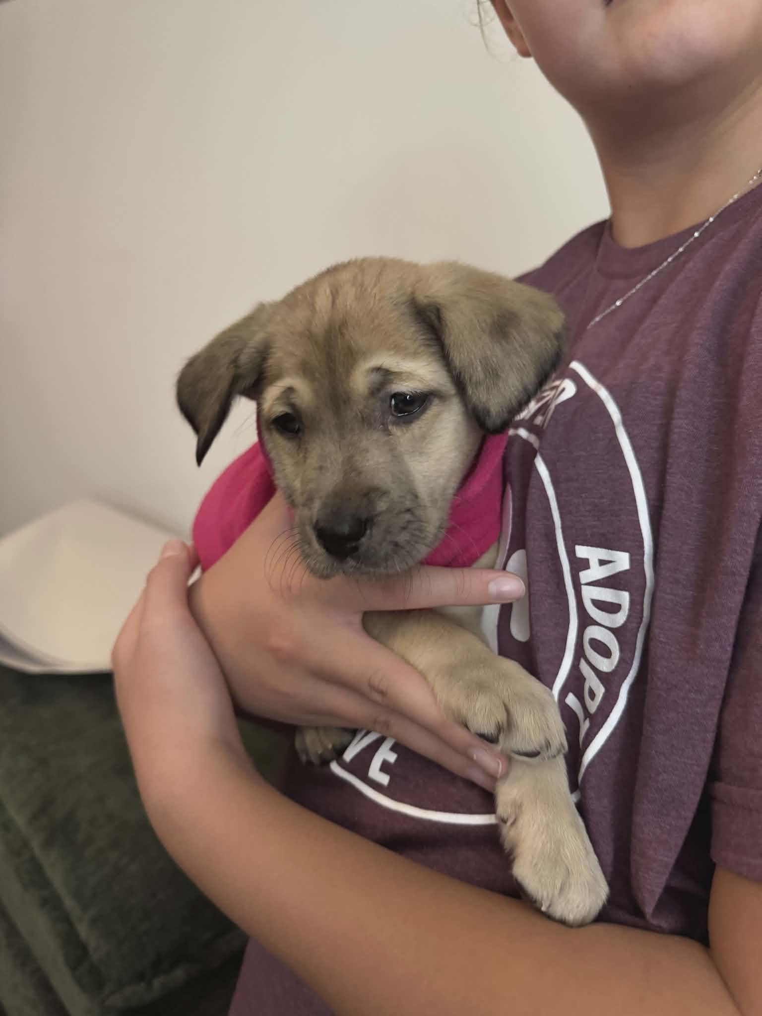 Enlarge Donna the shepherd mix puppy, a Adoptable mixed breed in Muskego, WI image 5/6