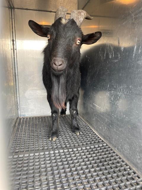 Enlarge BARBACOA, a Adoptable mixed breed in Albuquerque, NM image 1/1