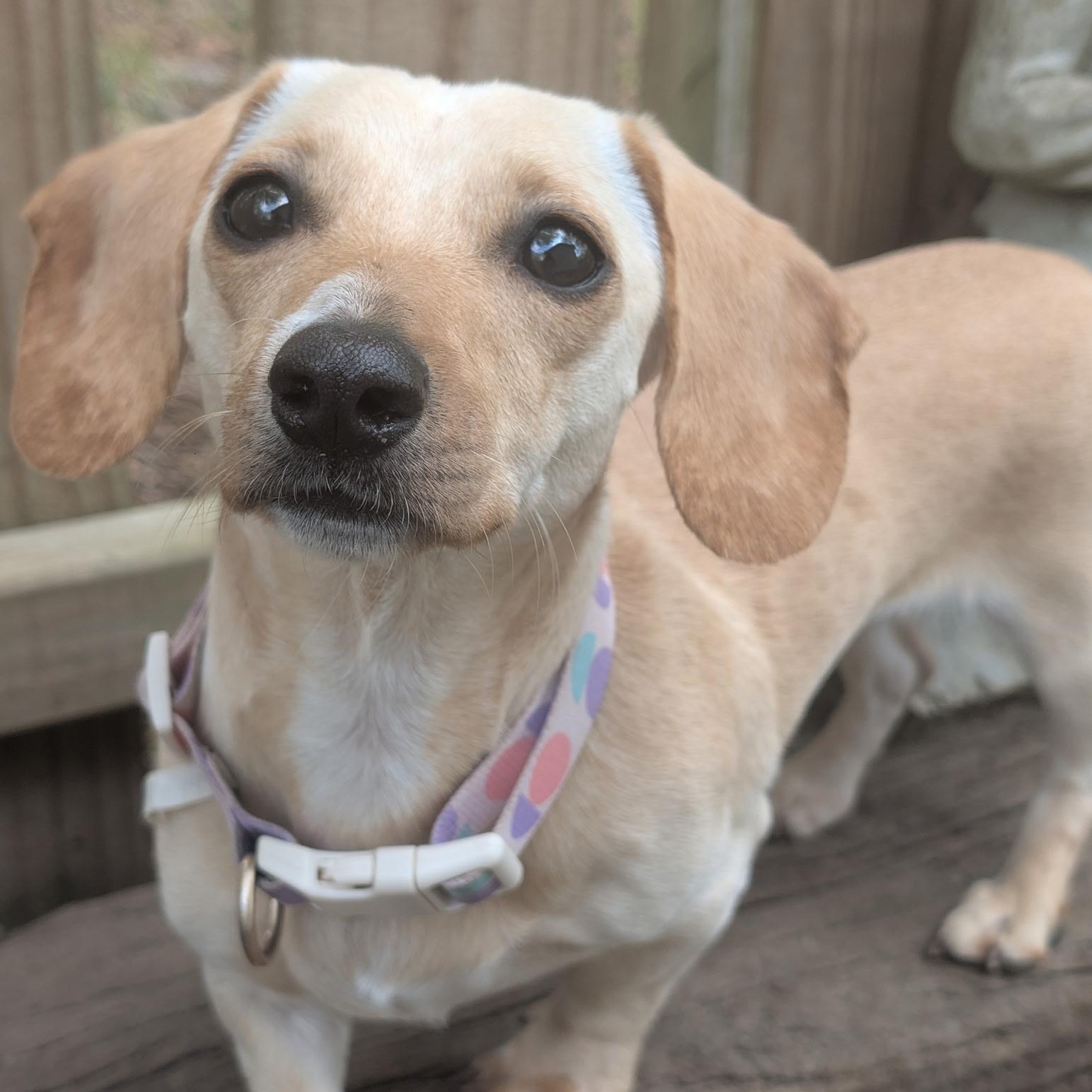 Enlarge Lucy, a Adoptable Miniature Dachshund in Freehold, NJ image 2/5