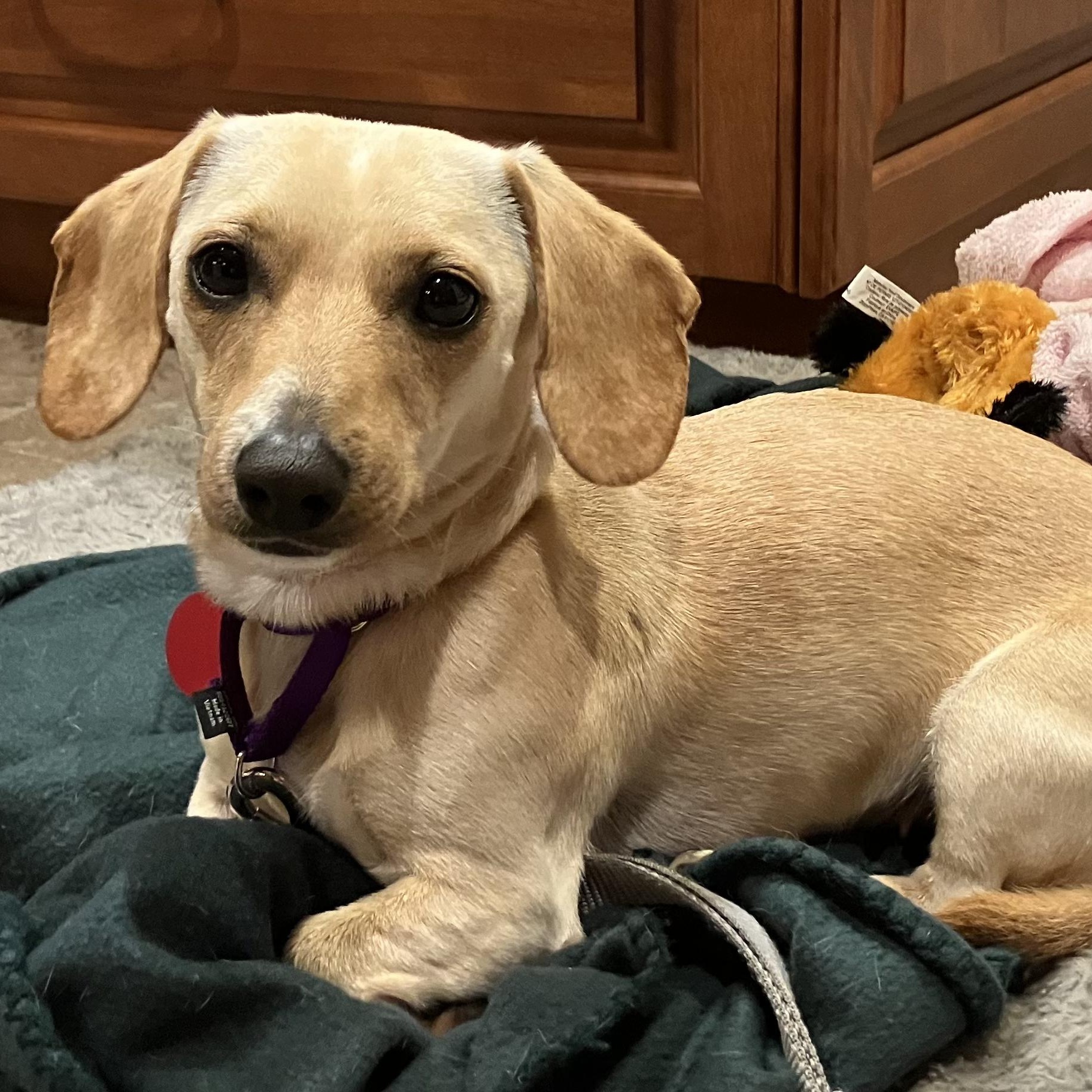 Lucy, Adoptable, Young Female Miniature Dachshund.