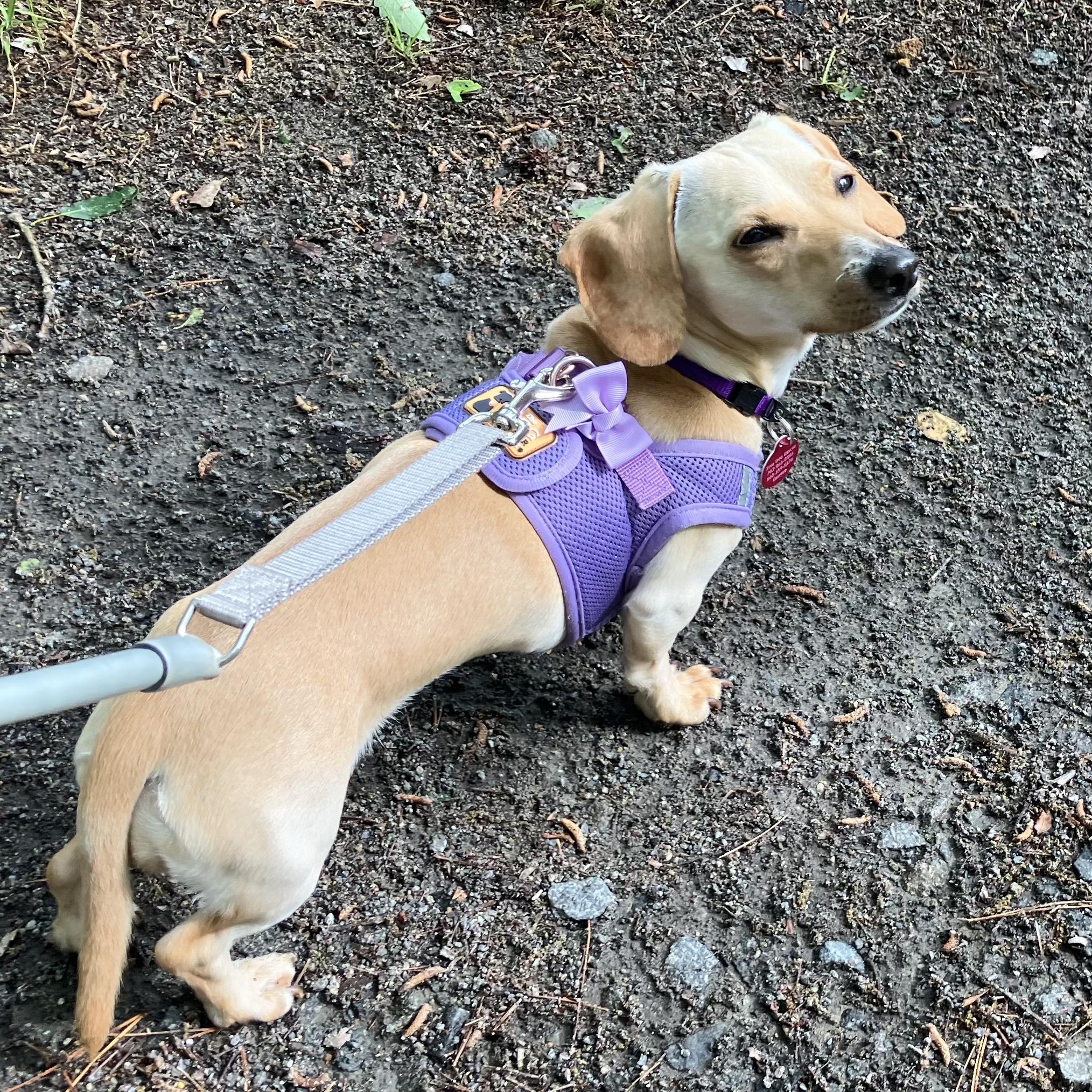 Enlarge Lucy, a Adoptable Miniature Dachshund in Freehold, NJ image 5/5