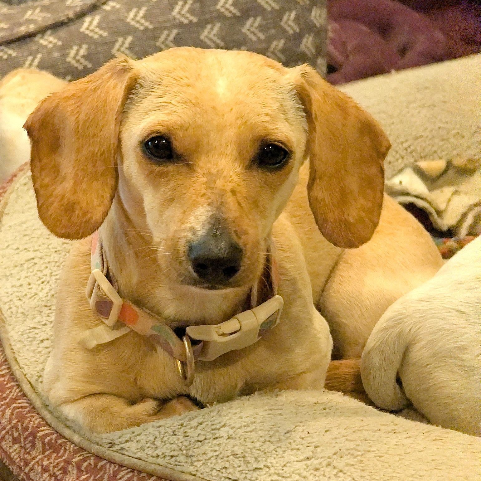 Enlarge Lucy, a Adoptable Miniature Dachshund in Freehold, NJ image 3/5