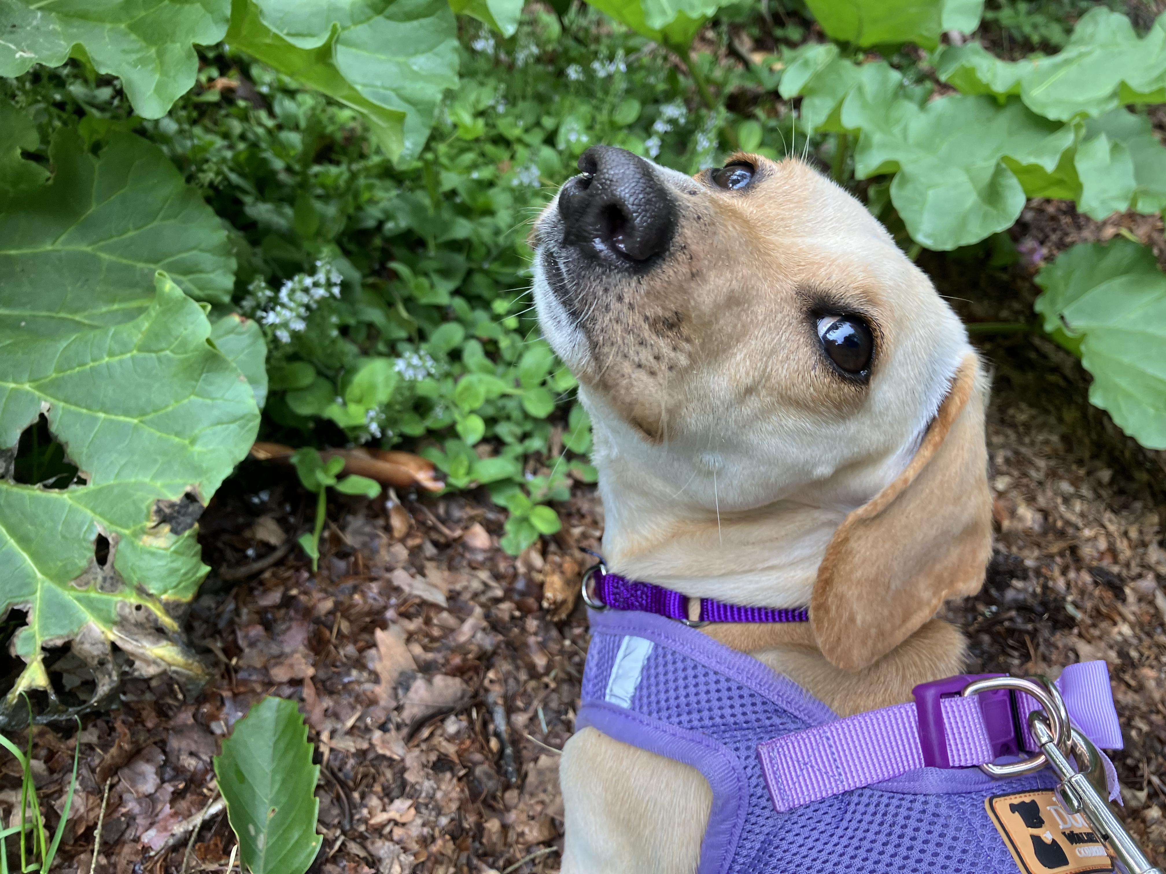Enlarge Lucy, a Adoptable Miniature Dachshund in Freehold, NJ image 4/5