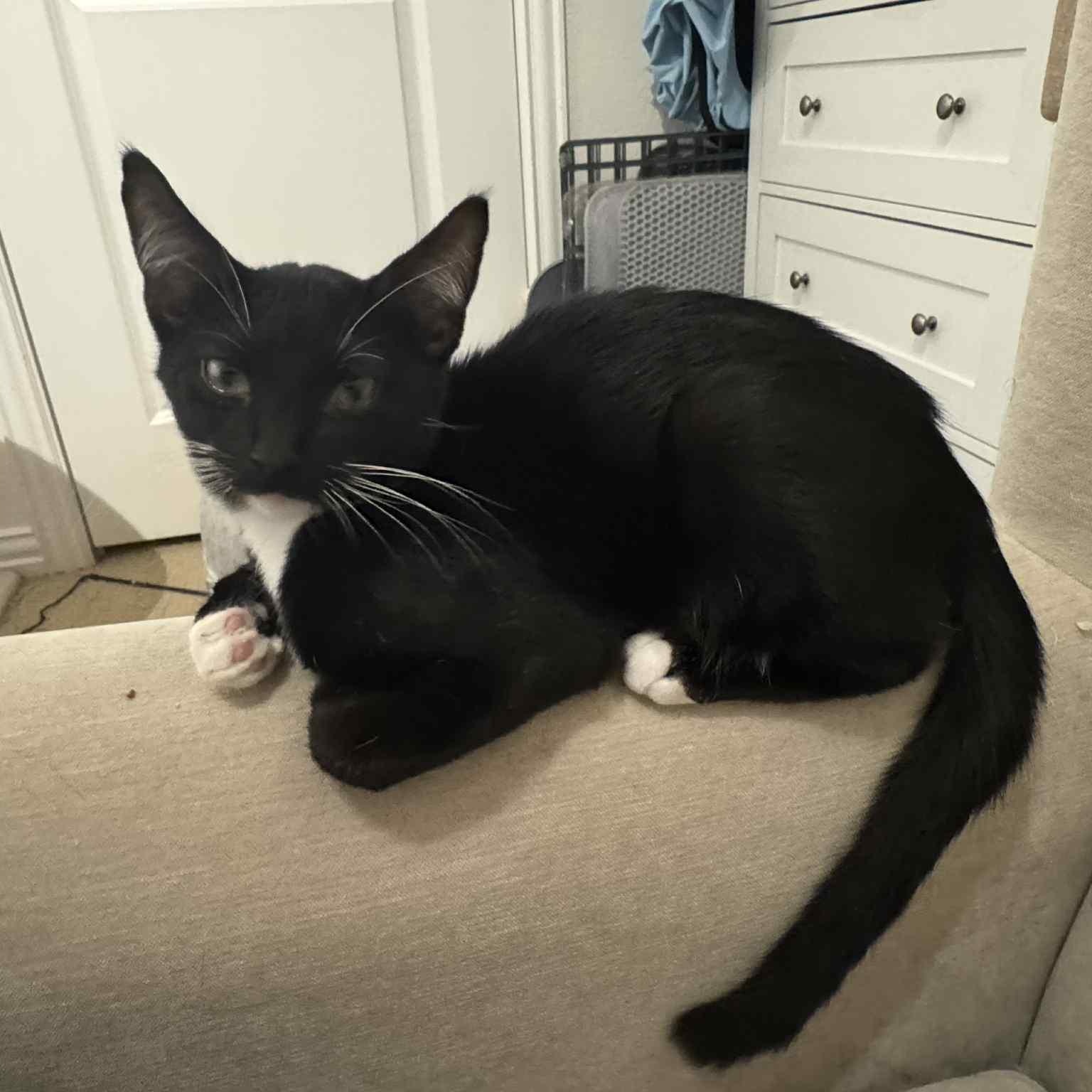 Enlarge Apollo (tuxedo), a Adoptable Domestic Short Hair in Allen, TX image 1/5