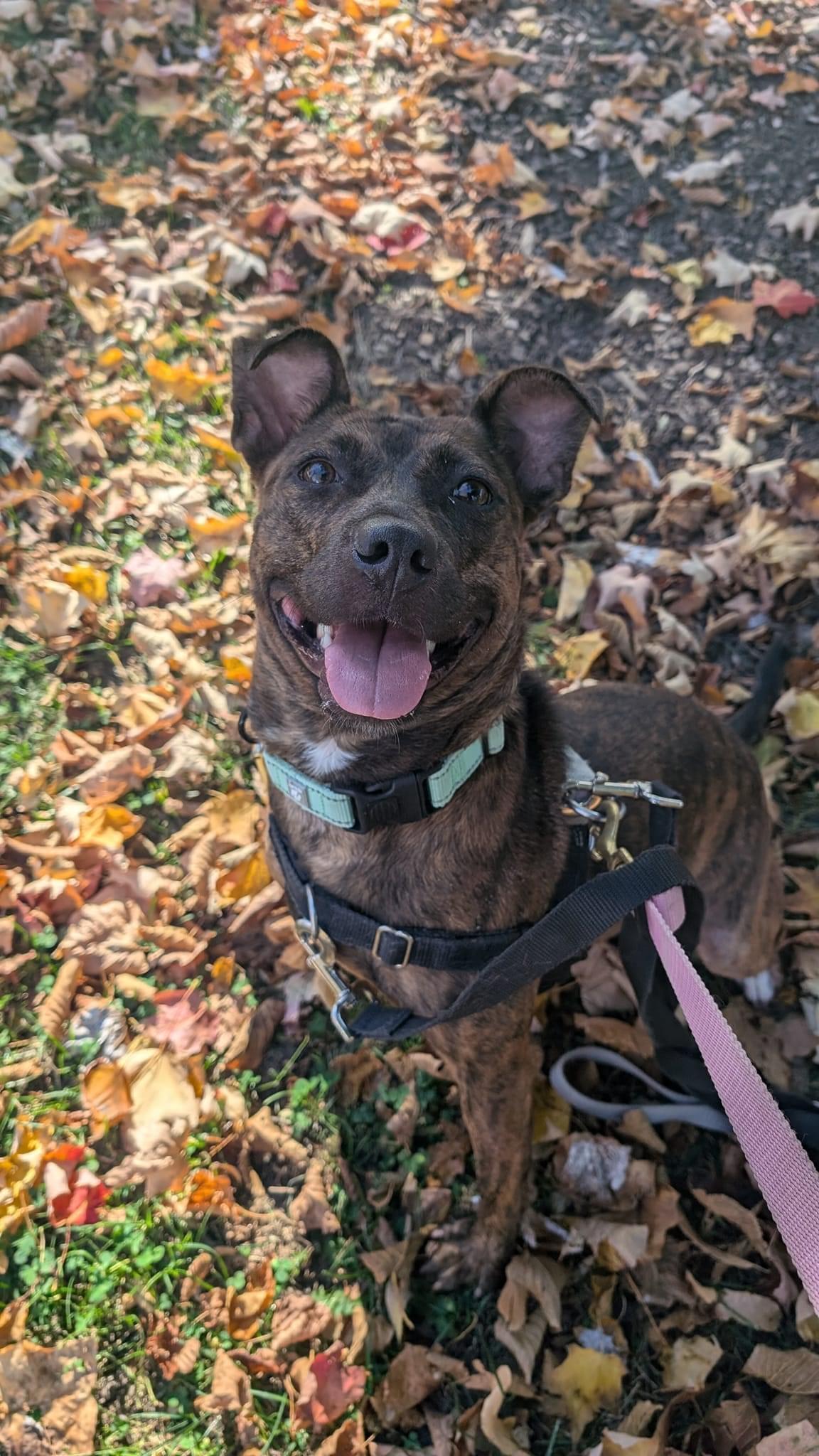 Enlarge Sarita, a ADOPTABLE mixed breed in Cleveland, OH image 4/5