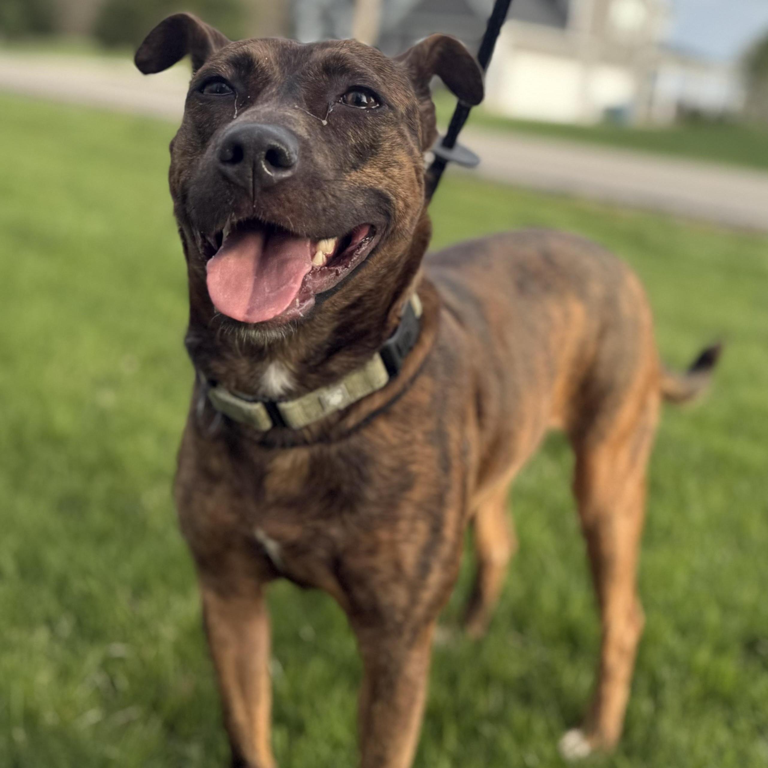 Enlarge Sarita, a ADOPTABLE mixed breed in Cleveland, OH image 2/5