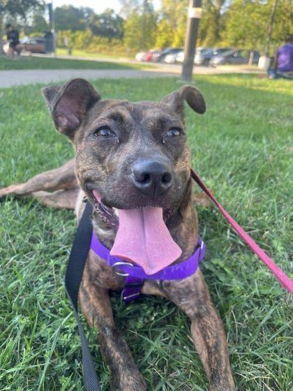 Enlarge Sarita, a ADOPTABLE mixed breed in Cleveland, OH image 5/5