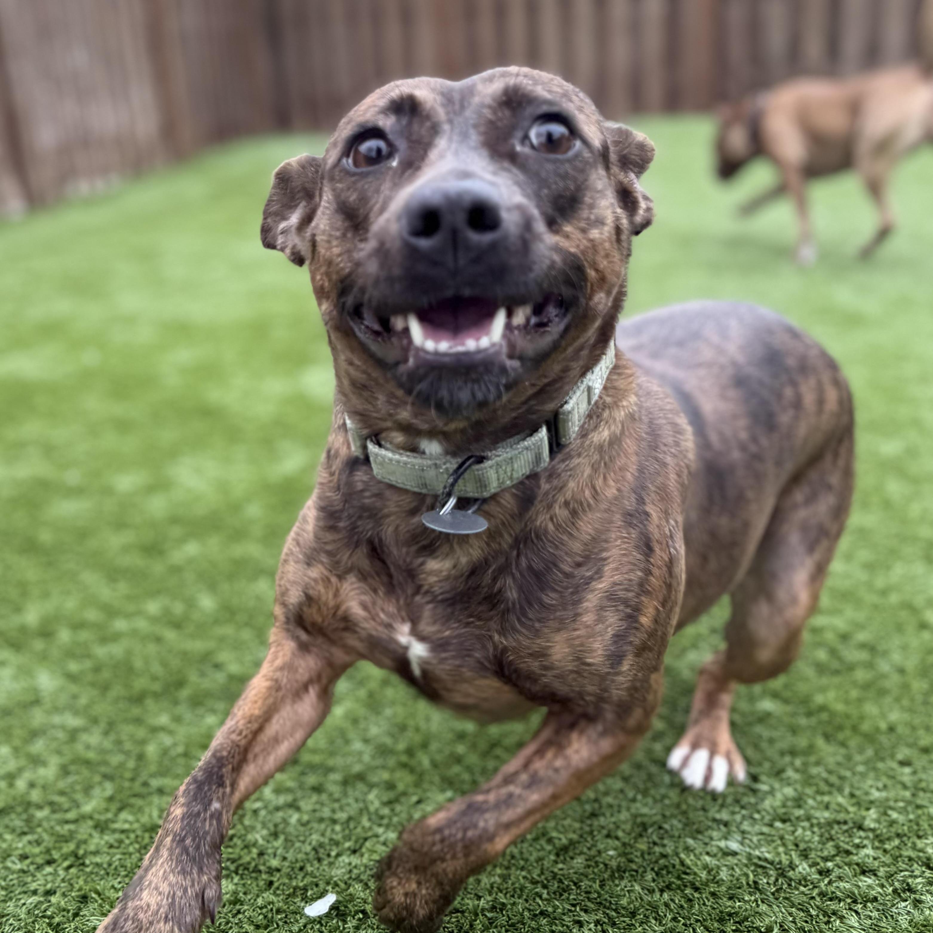 Enlarge Sarita, a ADOPTABLE mixed breed in Cleveland, OH image 1/5