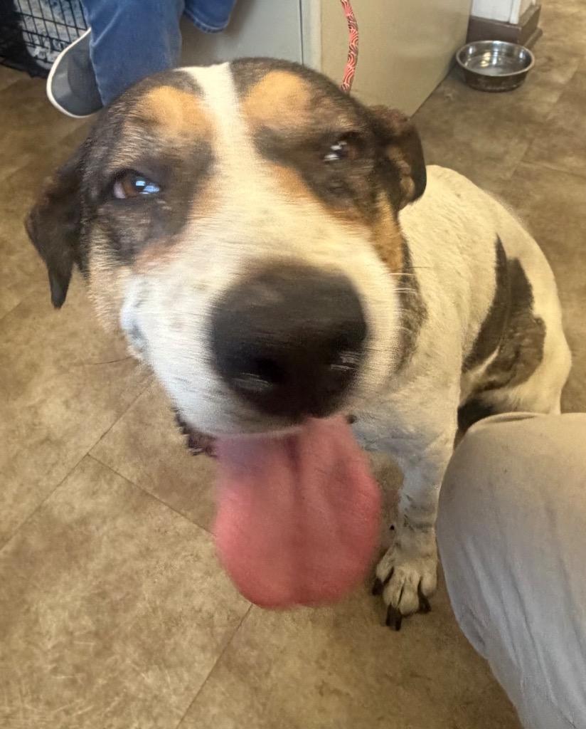 Nova, Adoptable, Adult Female Mixed Breed.