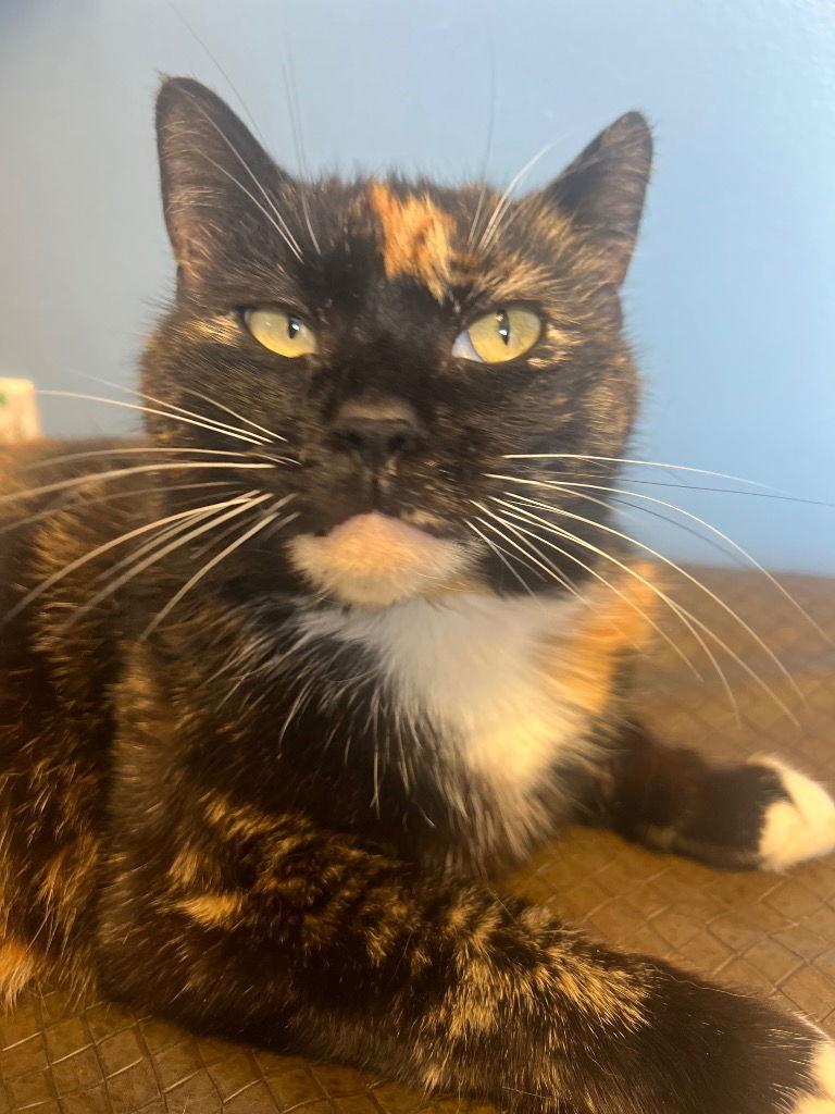 Keely, Adopted, Adult Female Calico.