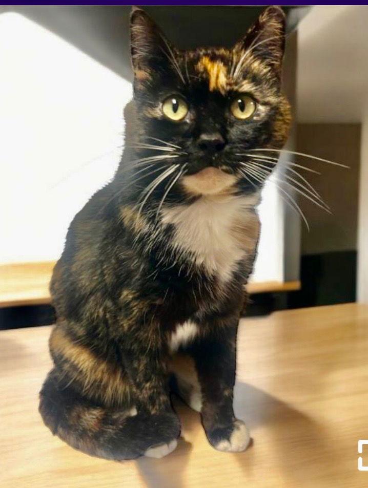 Enlarge Keely, a Adopted Calico in Cromwell, KY image 2/3