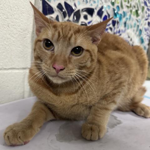 JIM, Adoptable, Young Male Domestic Short Hair.