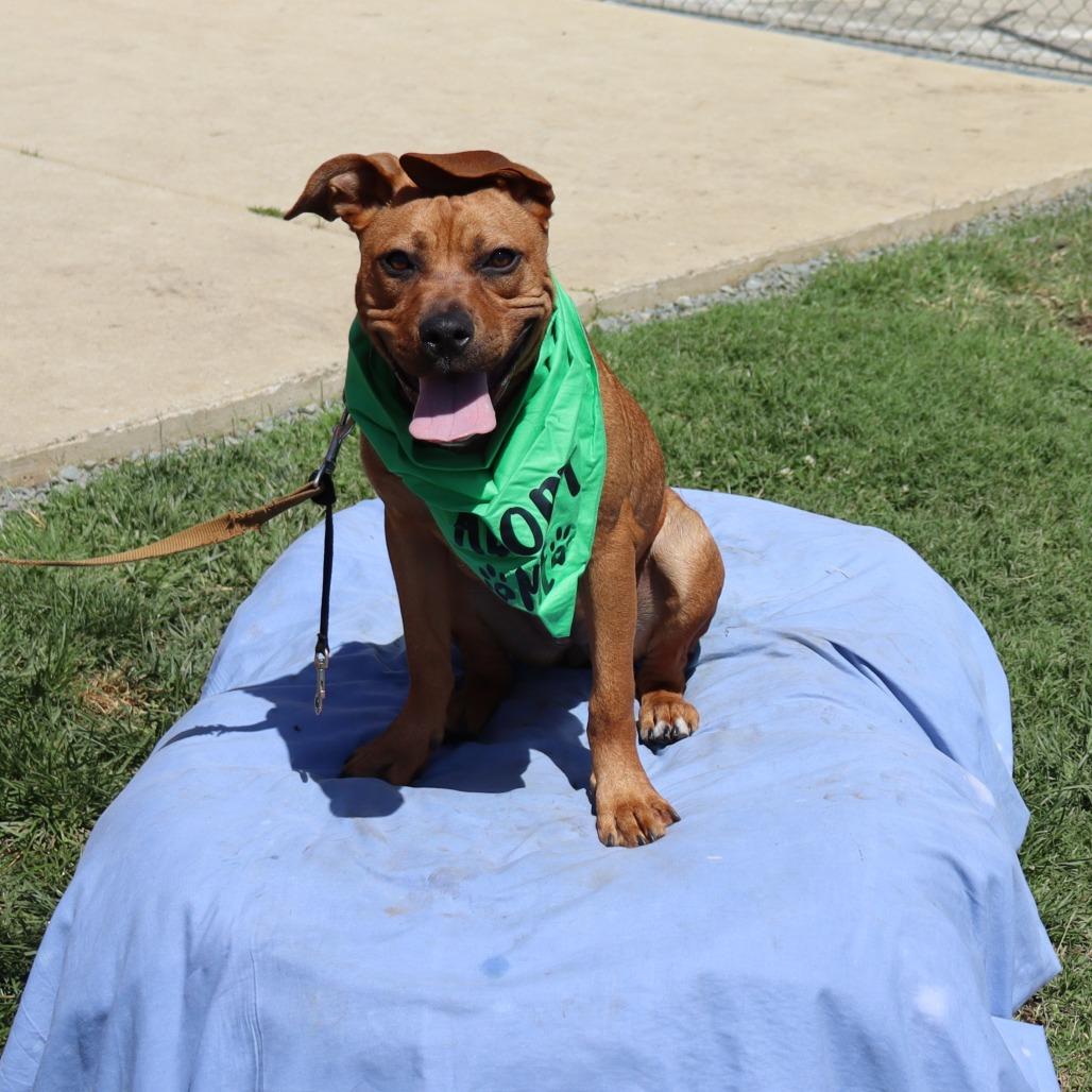 Mary, Adoptable, Adult Female Mastiff & Mixed Breed.
