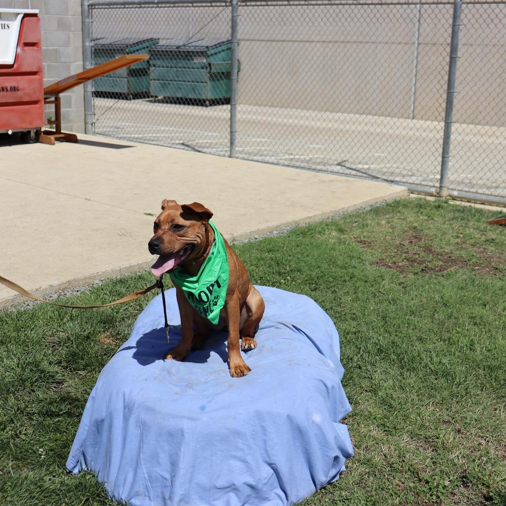 Enlarge Mary, a Adoptable mixed breed in Ione, CA image 2/3