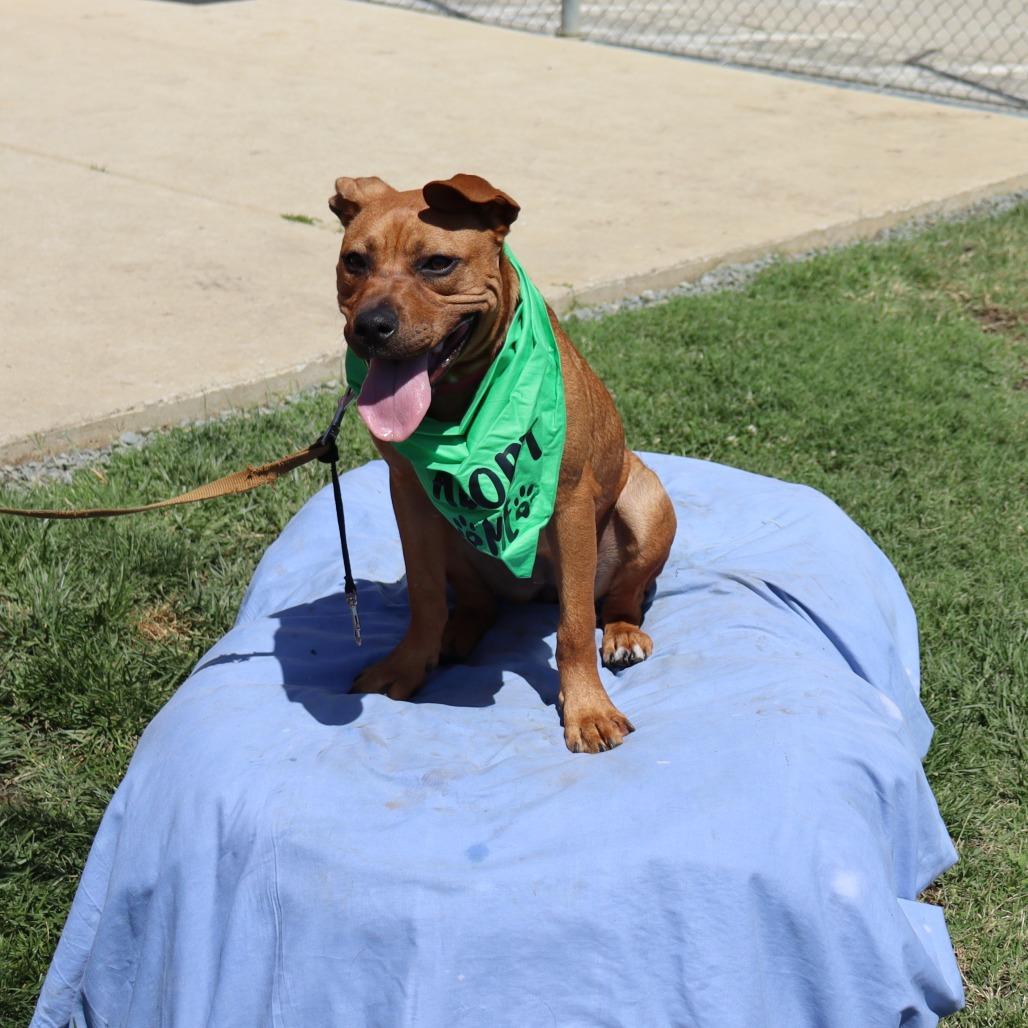Enlarge Mary, a Adoptable mixed breed in Ione, CA image 3/3