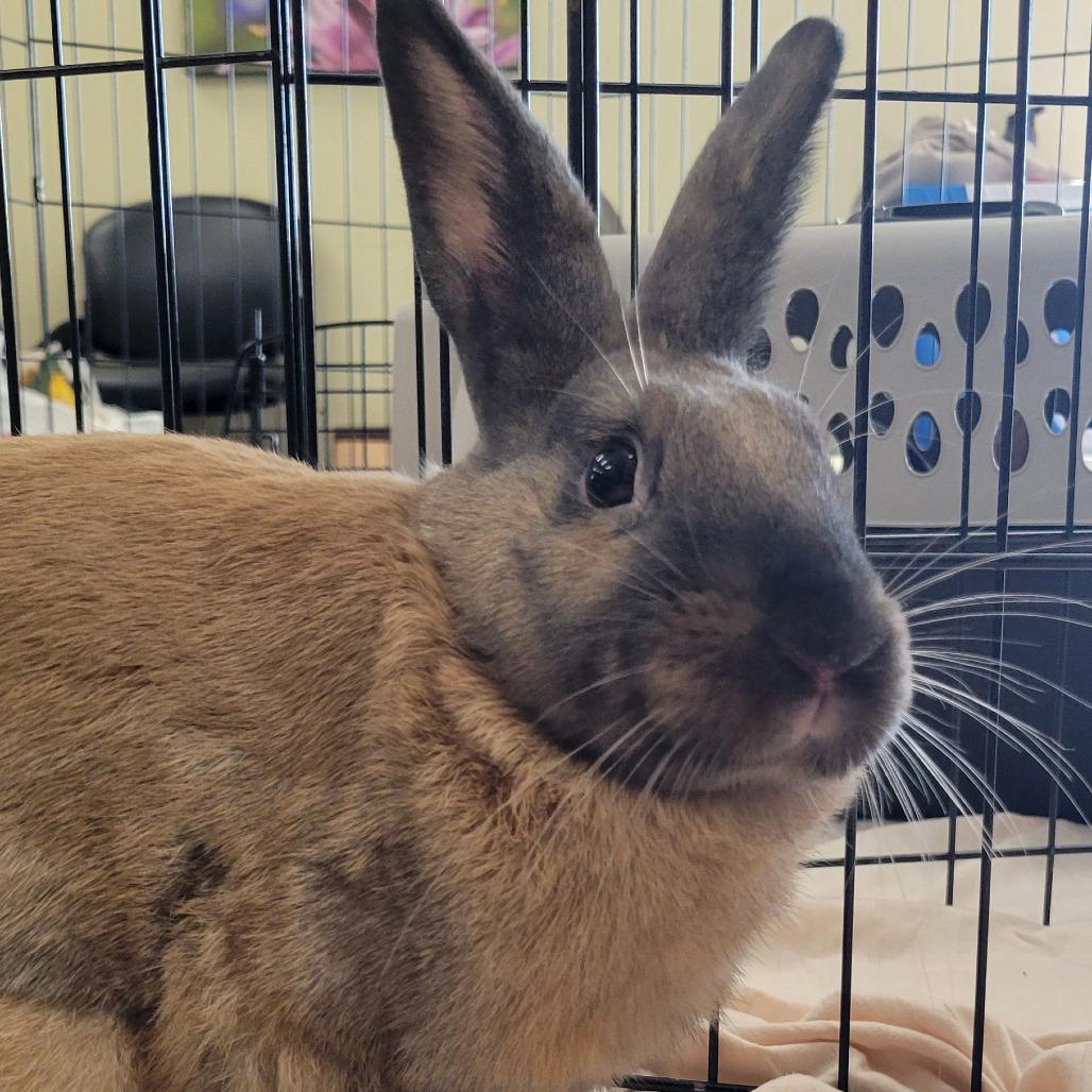 Robin, Adoptable, Young Male American.