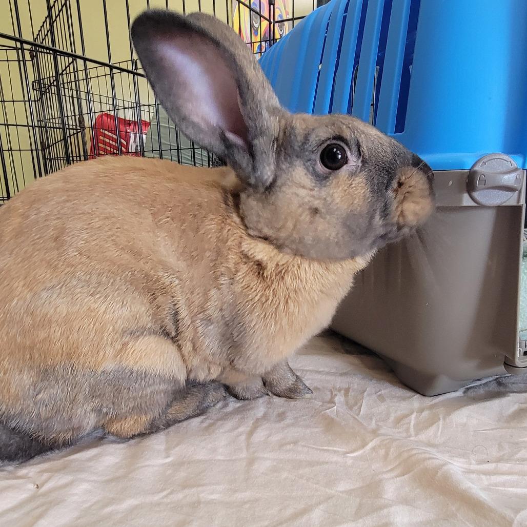 Enlarge Robin, a Adoptable American in The Woodlands, TX image 2/6