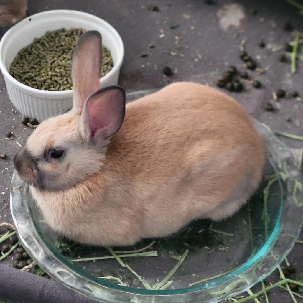 Enlarge Robin, a Adoptable American in The Woodlands, TX image 3/6