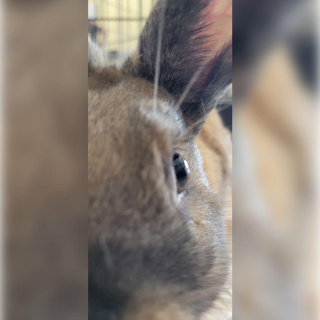 Enlarge Robin, a Adoptable American in The Woodlands, TX image 4/6