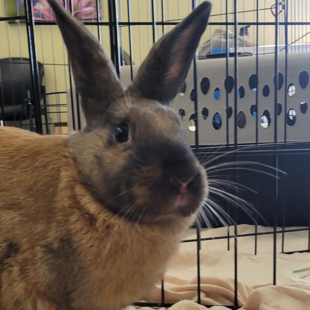 Enlarge Robin, a Adoptable American in The Woodlands, TX image 5/6