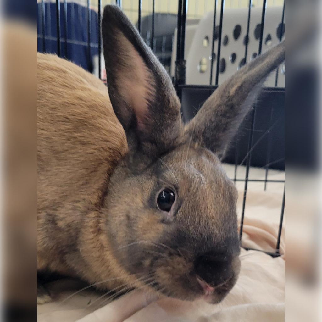 Enlarge Robin, a Adoptable American in The Woodlands, TX image 6/6