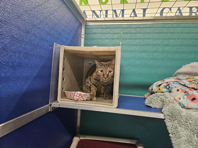 Enlarge TABBI, a Adoptable Domestic Short Hair in Norfolk, VA image 1/1