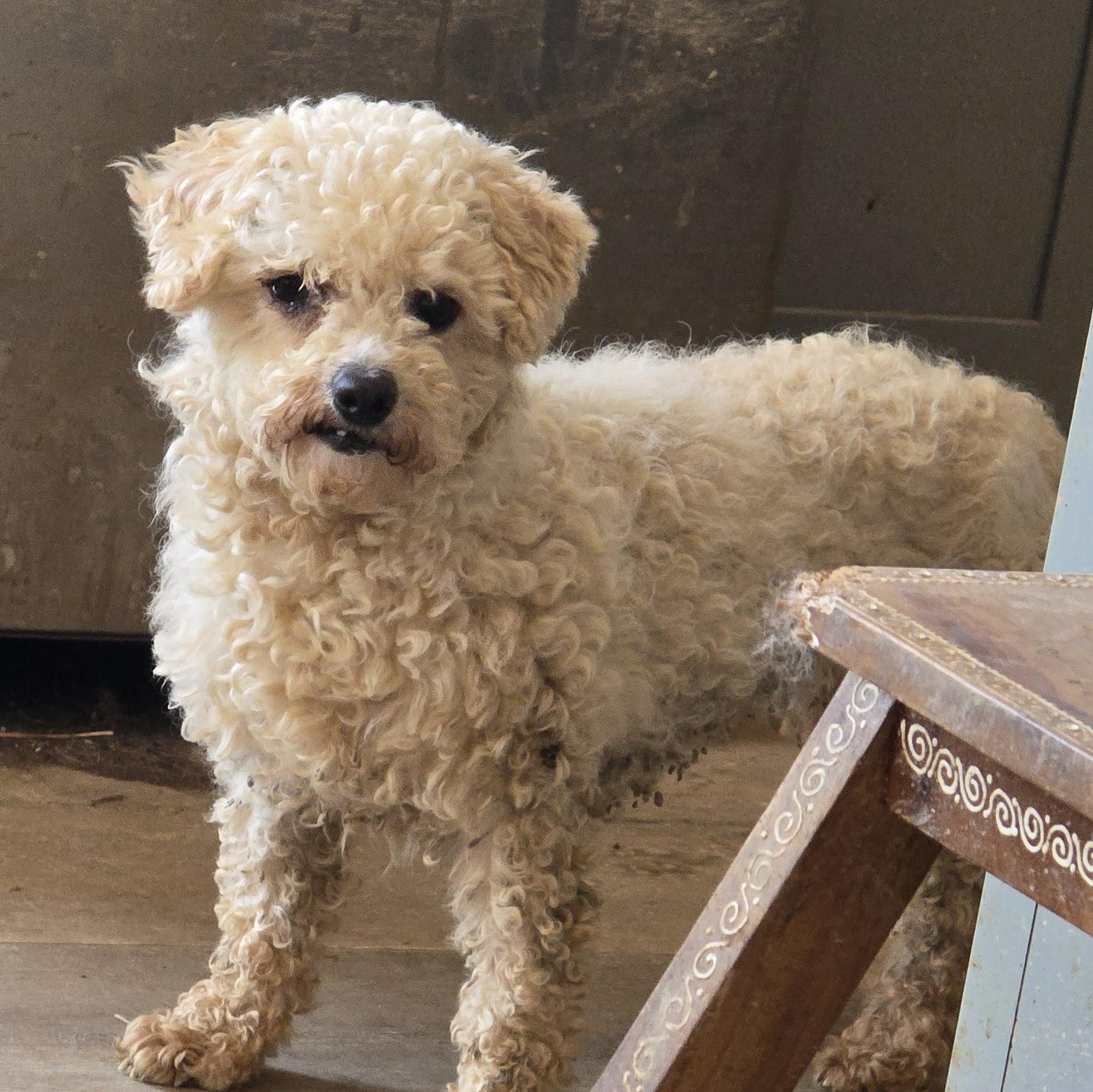 Annie, adopted, Adult Female Maltipoo.