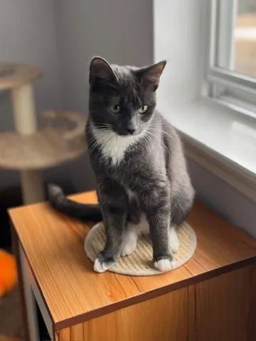 Mal, Adopted, Young Female Domestic Medium Hair.