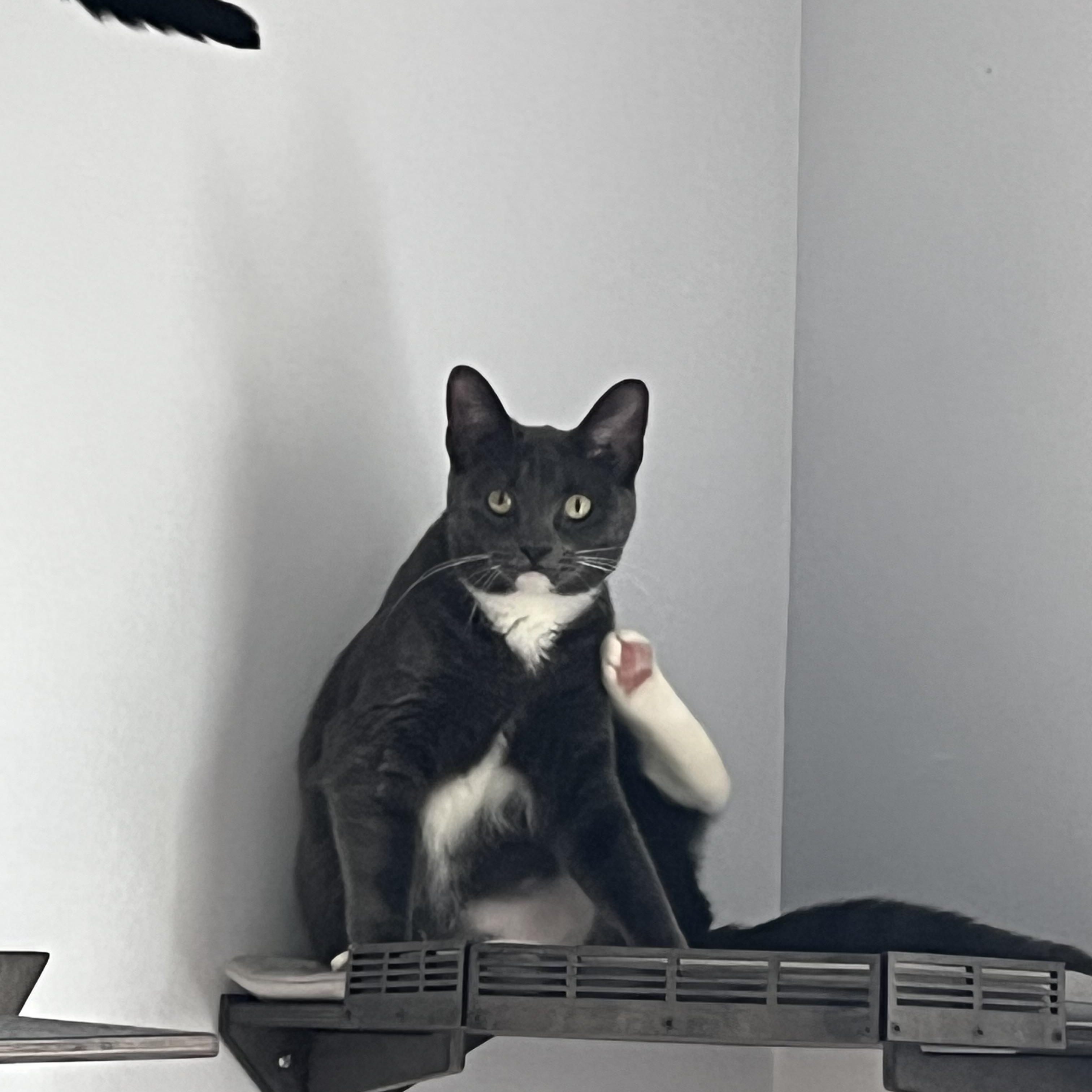 Enlarge Mal, a Adopted Domestic Medium Hair in Manorville, NY image 2/6