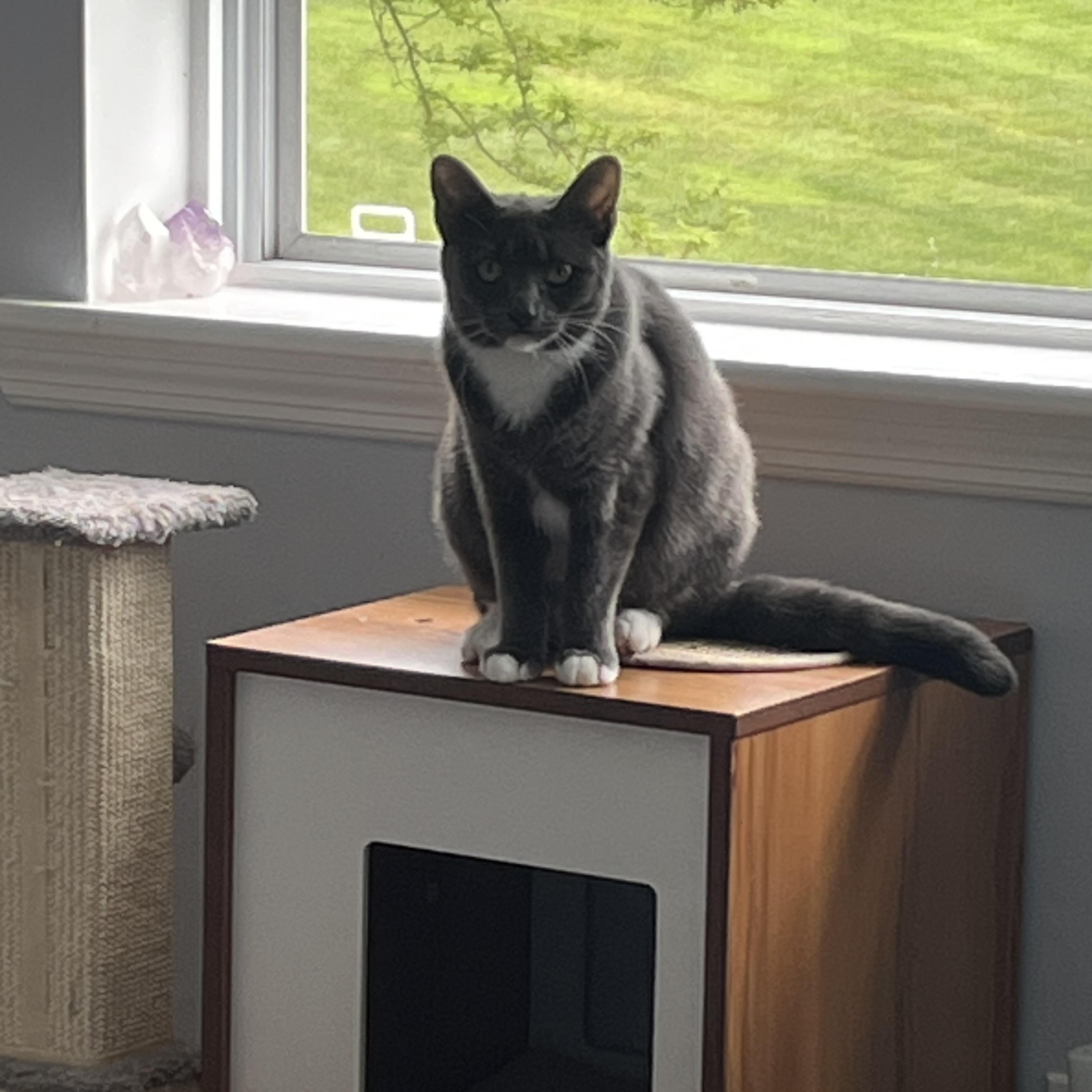 Enlarge Mal, a Adopted Domestic Medium Hair in Manorville, NY image 4/6