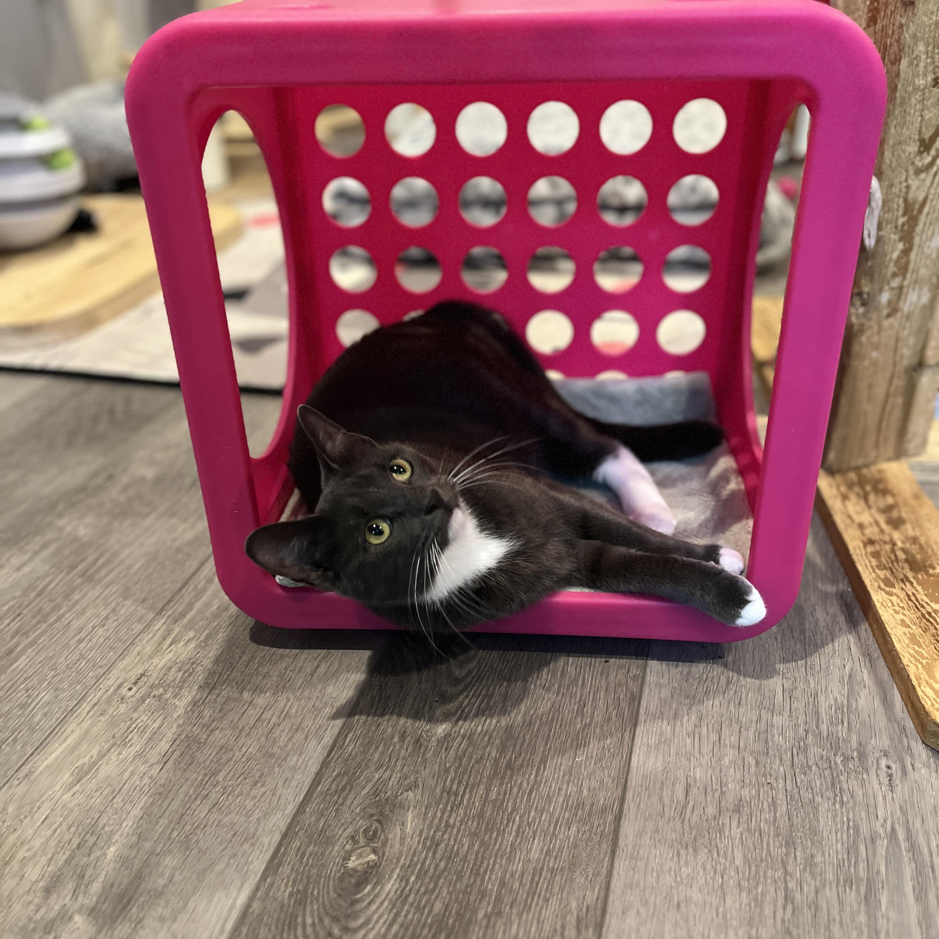 Enlarge Mal, a Adopted Domestic Medium Hair in Manorville, NY image 5/6