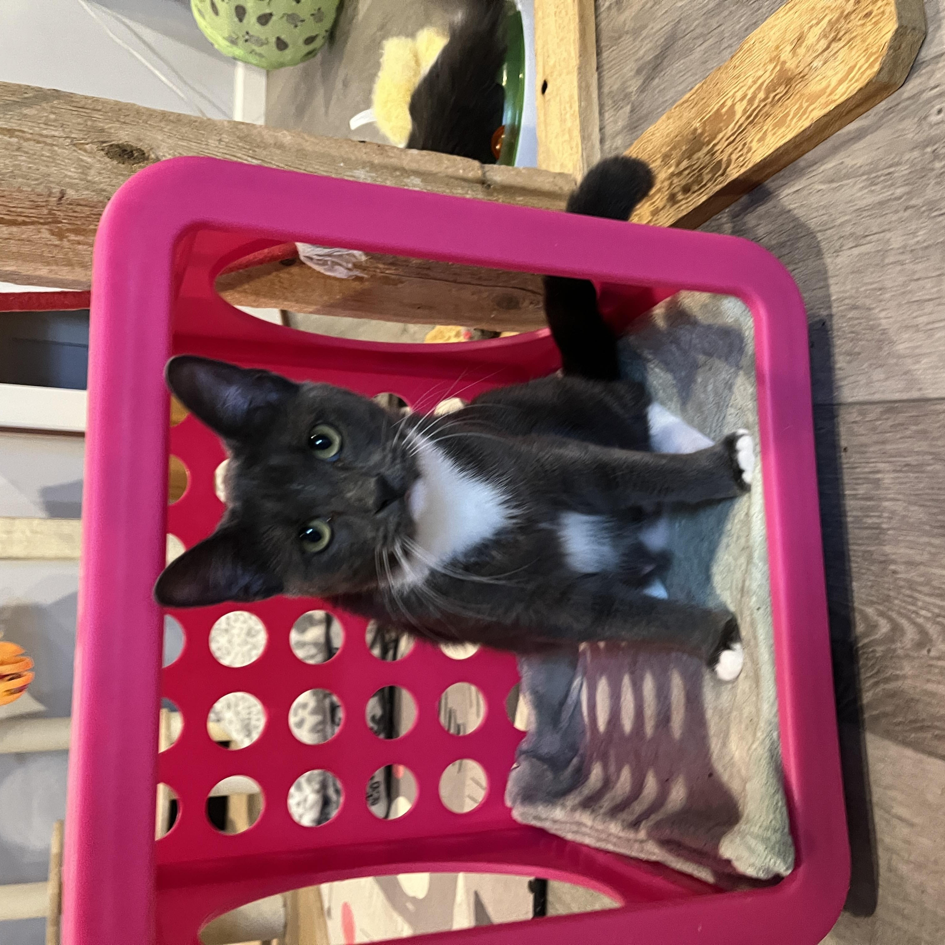 Enlarge Mal, a Adopted Domestic Medium Hair in Manorville, NY image 6/6