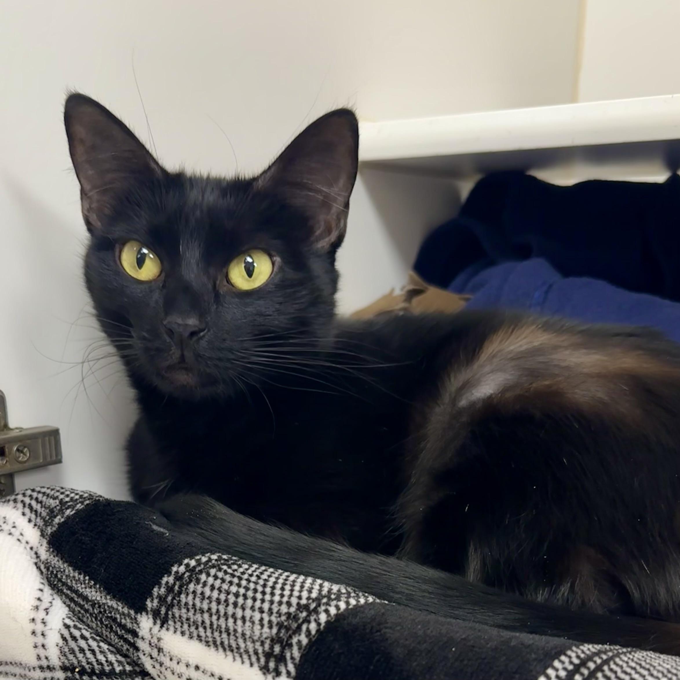 Scarlet, adopted, Adult Female Domestic Short Hair.