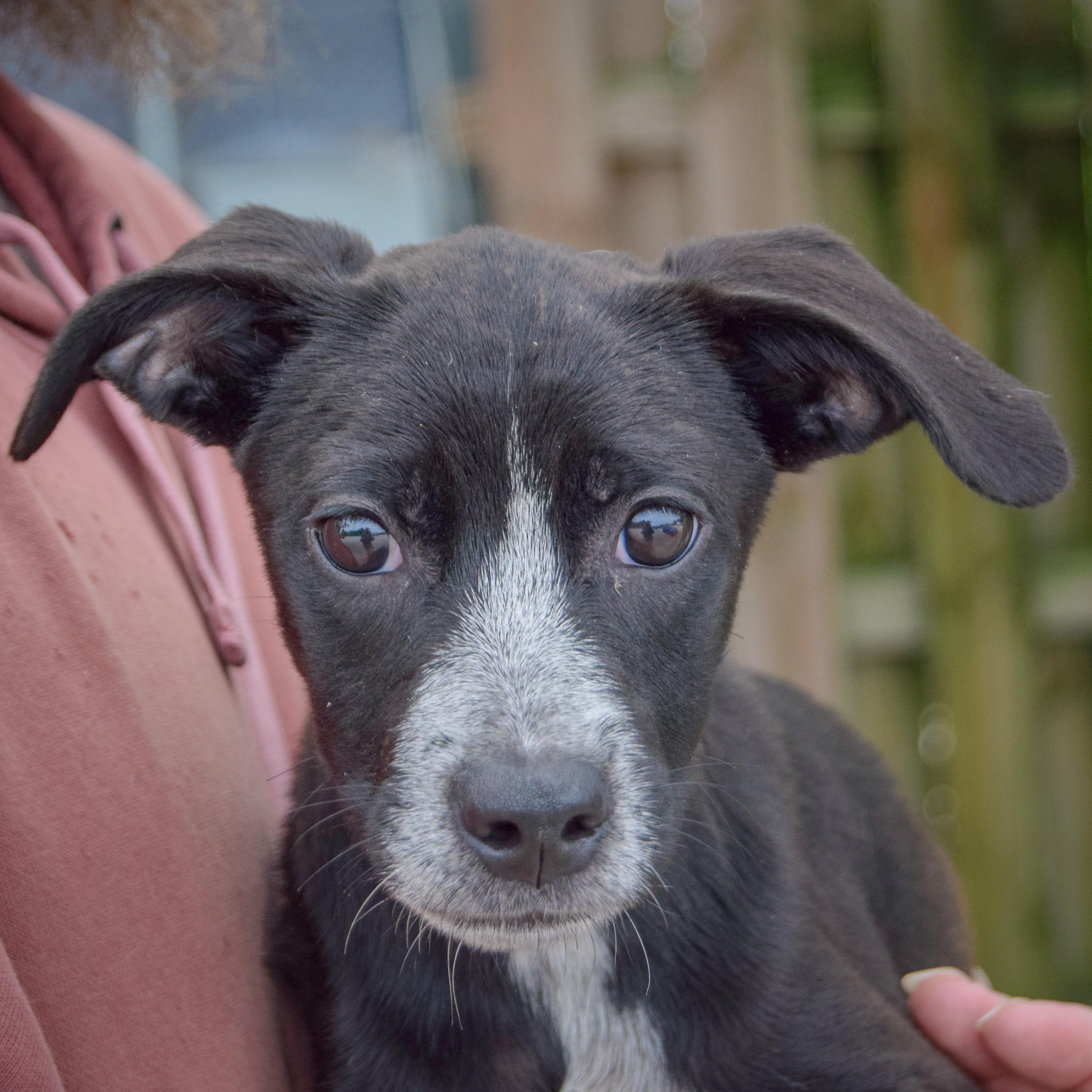 Prue, Adoptable, Puppy Female Australian Cattle Dog / Blue Heeler & Italian Greyhound.