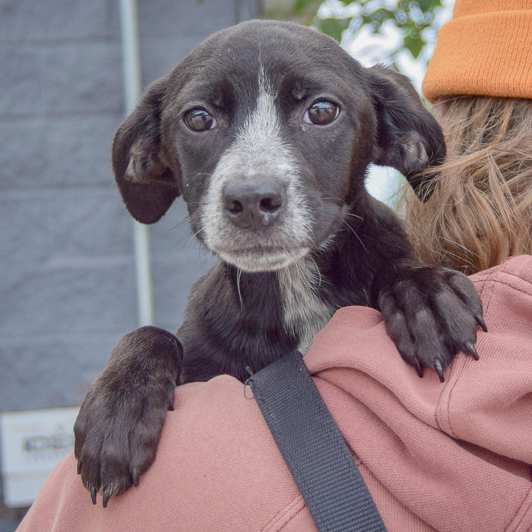 Enlarge Prue, a Adoptable mixed breed in Huntley, IL image 5/5