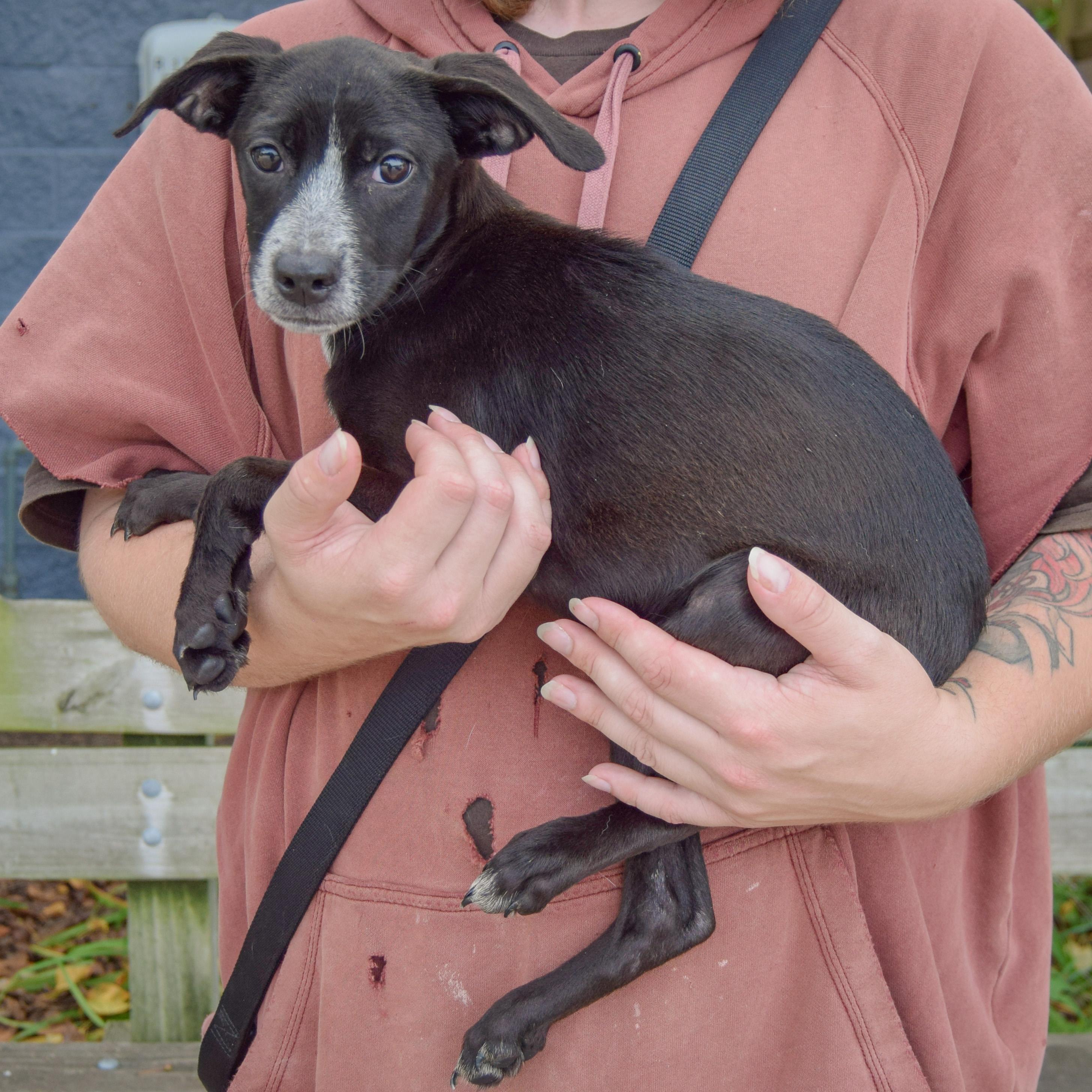 Enlarge Prue, a Adoptable mixed breed in Huntley, IL image 2/5