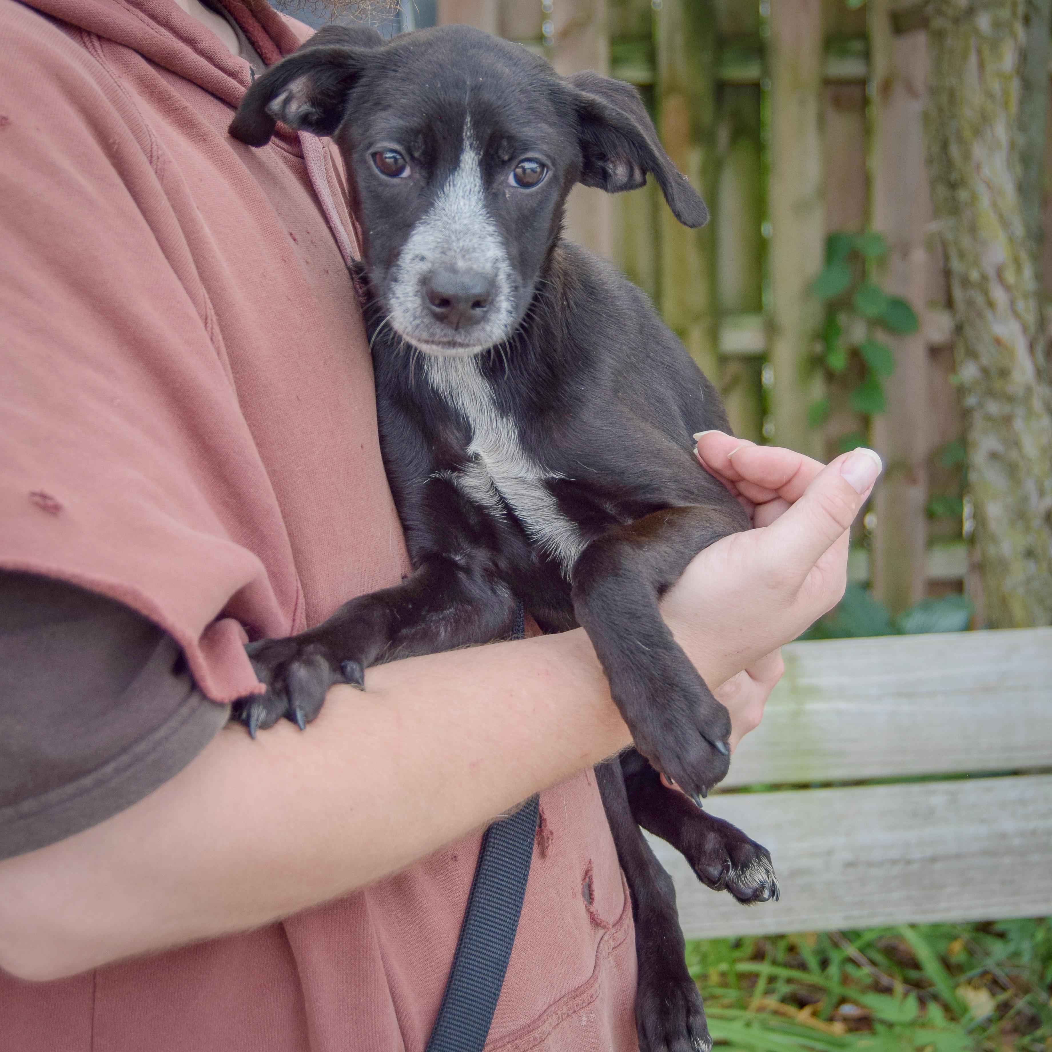 Enlarge Prue, a Adoptable mixed breed in Huntley, IL image 3/5
