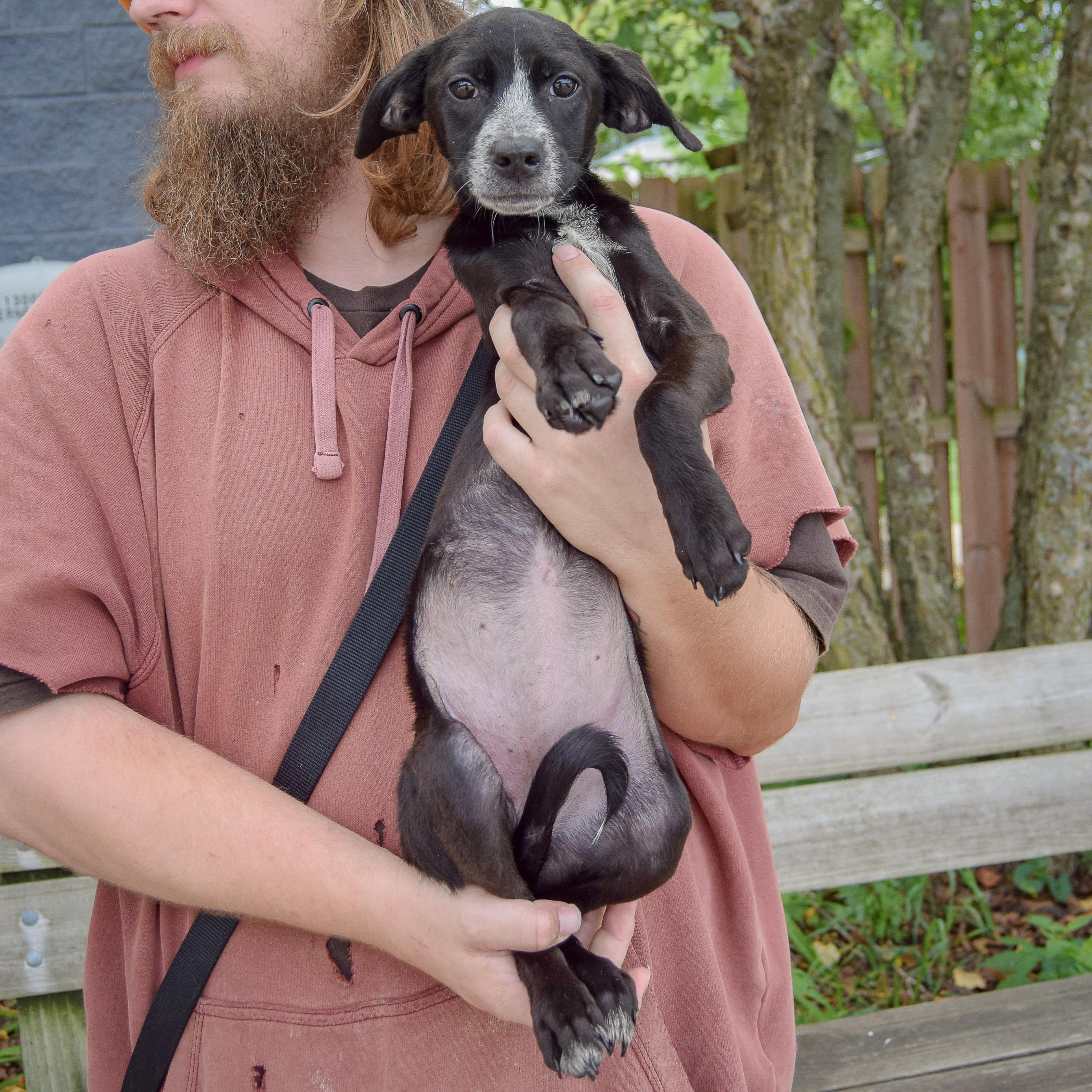 Enlarge Prue, a Adoptable mixed breed in Huntley, IL image 4/5