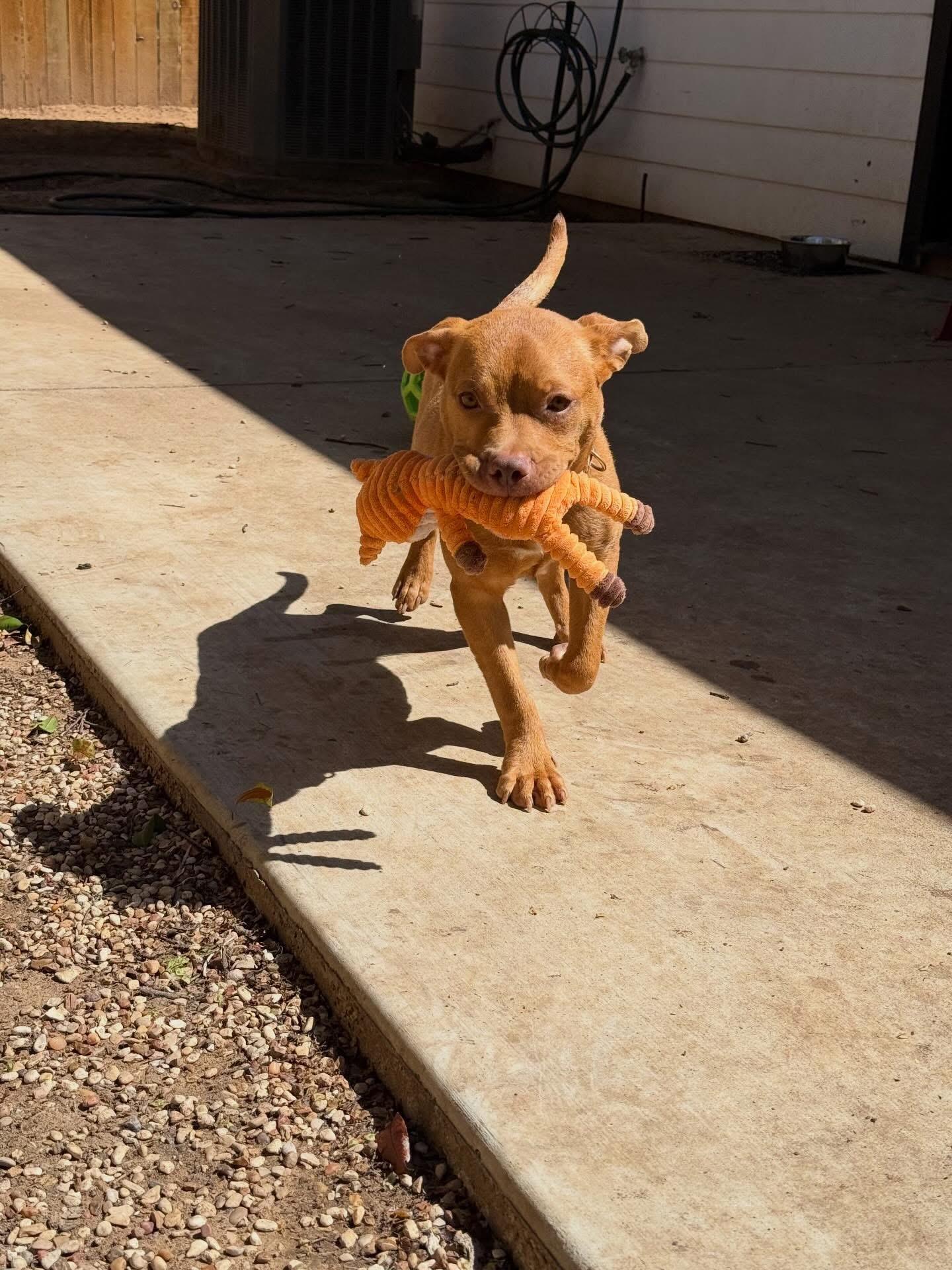 Enlarge Acorn , a ADOPTABLE mixed breed in Dallas, TX image 4/4
