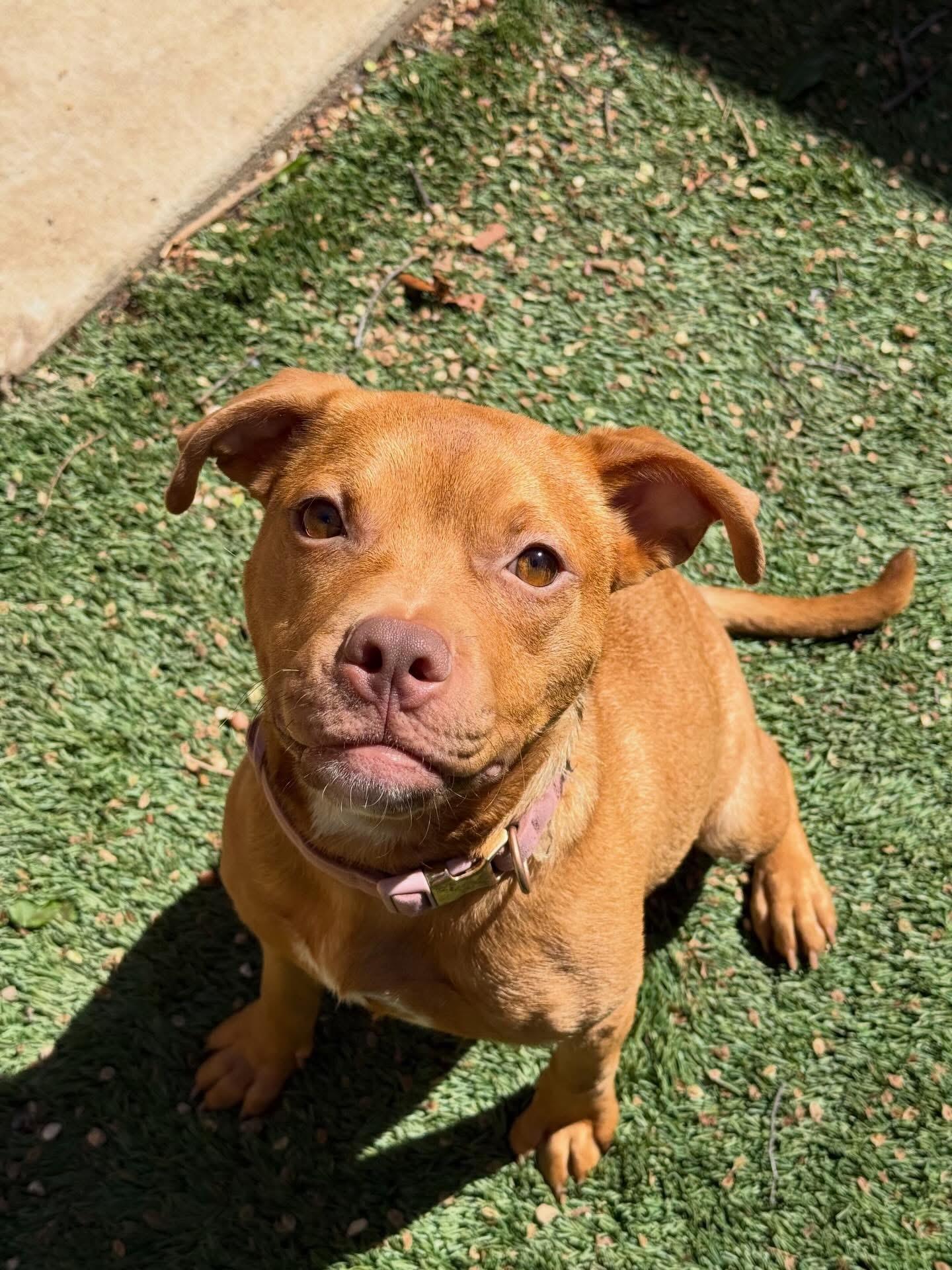 Enlarge Acorn , a ADOPTABLE mixed breed in Dallas, TX image 3/4