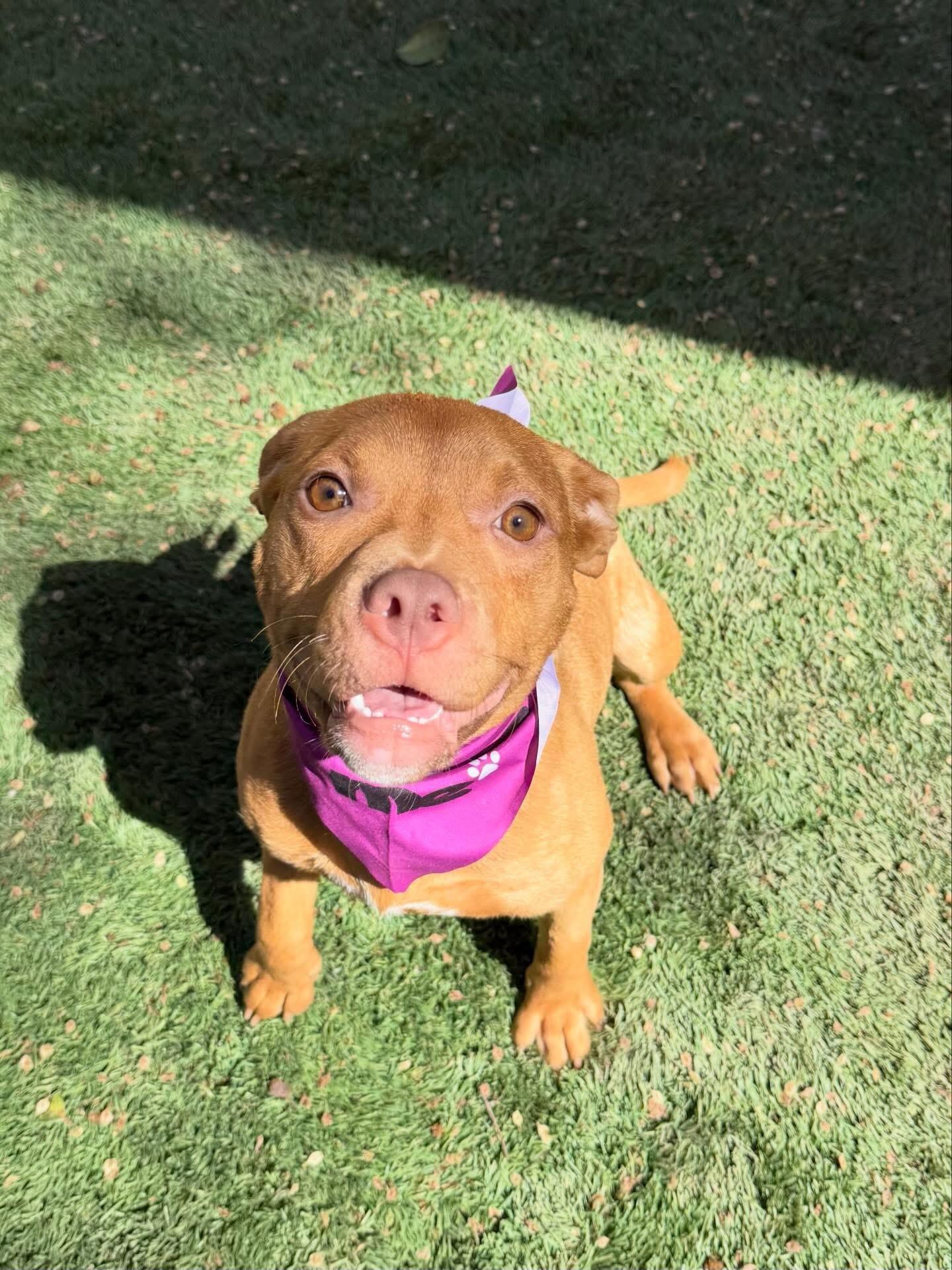 Enlarge Acorn , a ADOPTABLE mixed breed in Dallas, TX image 2/4