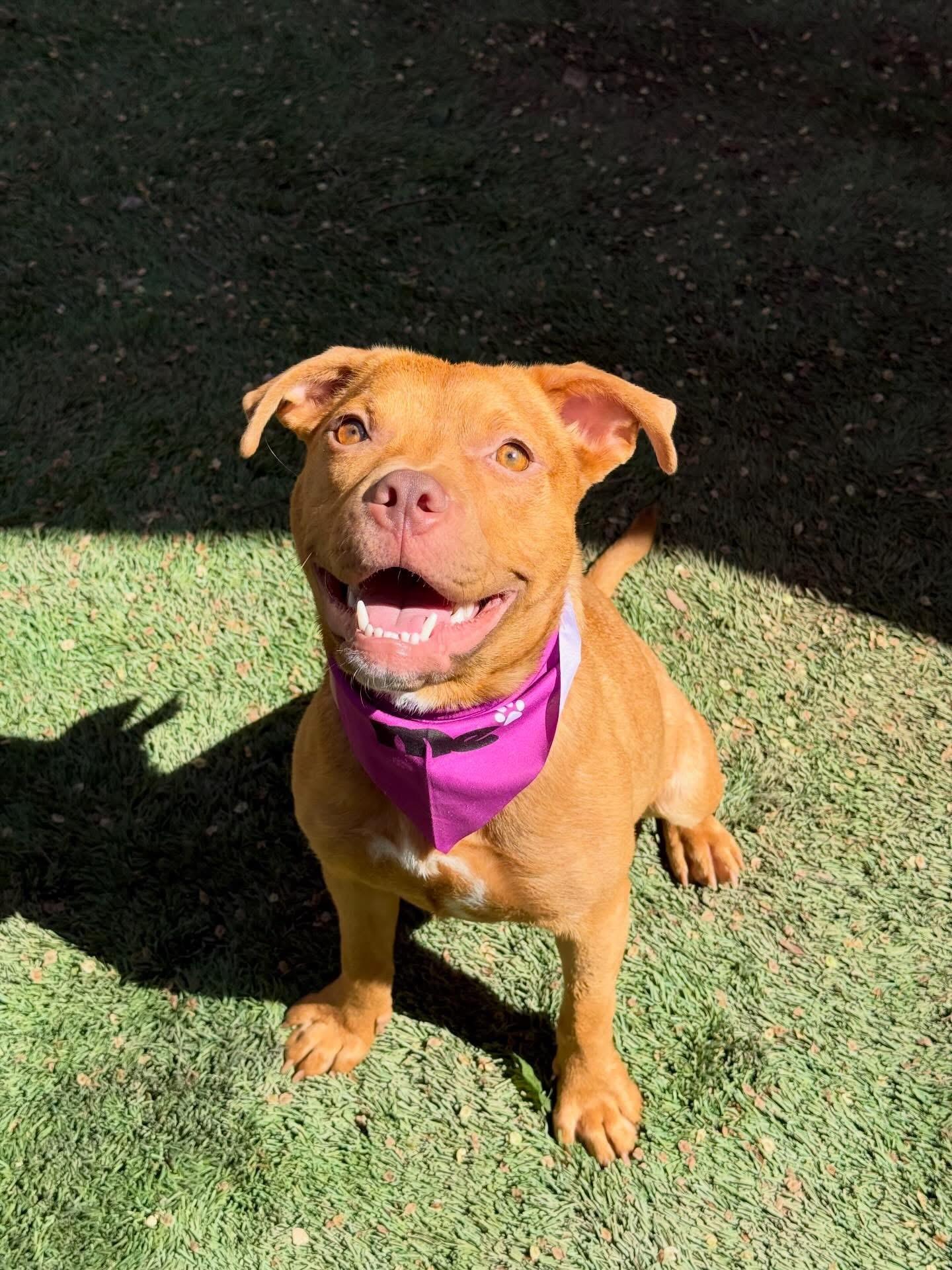 Acorn , ADOPTABLE, Young Female Staffordshire Bull Terrier.