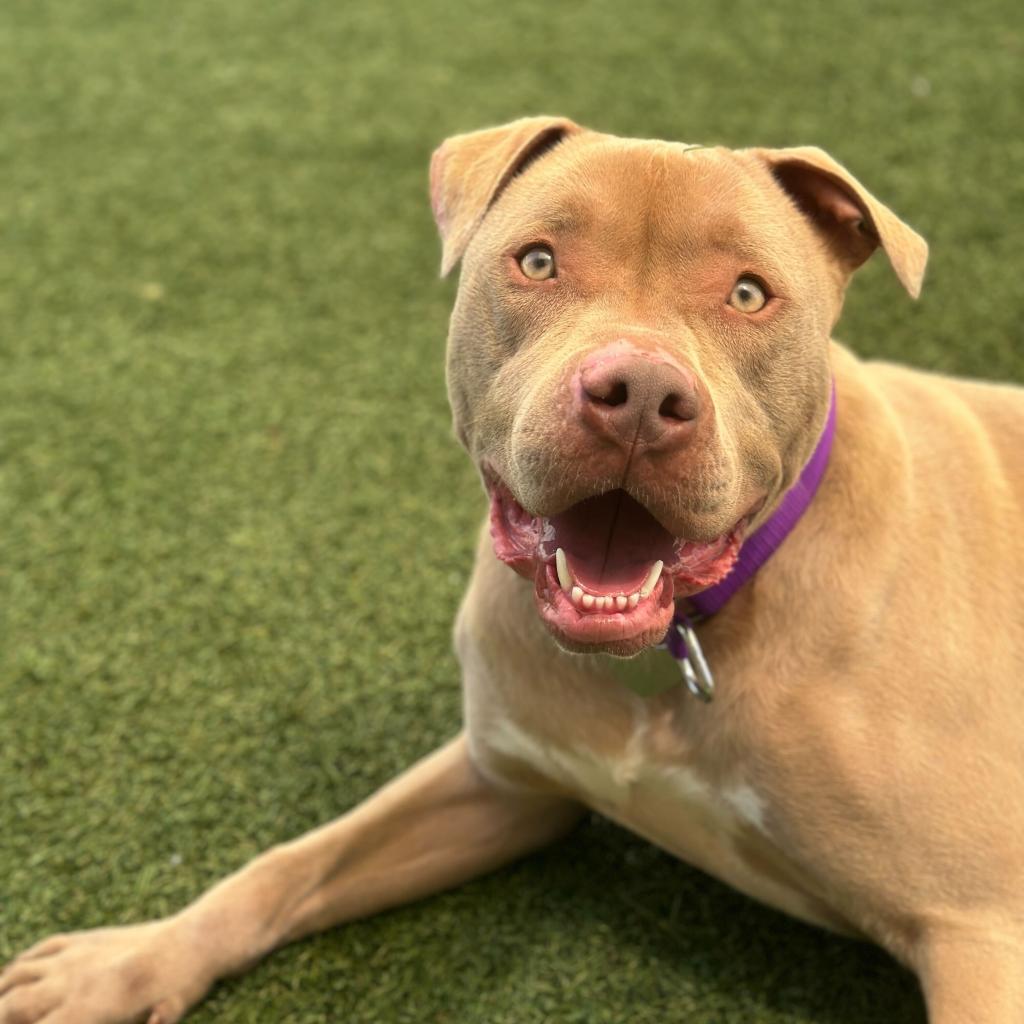 Enlarge Razzle, a Adoptable American Bully in Los Angeles, CA image 1/5