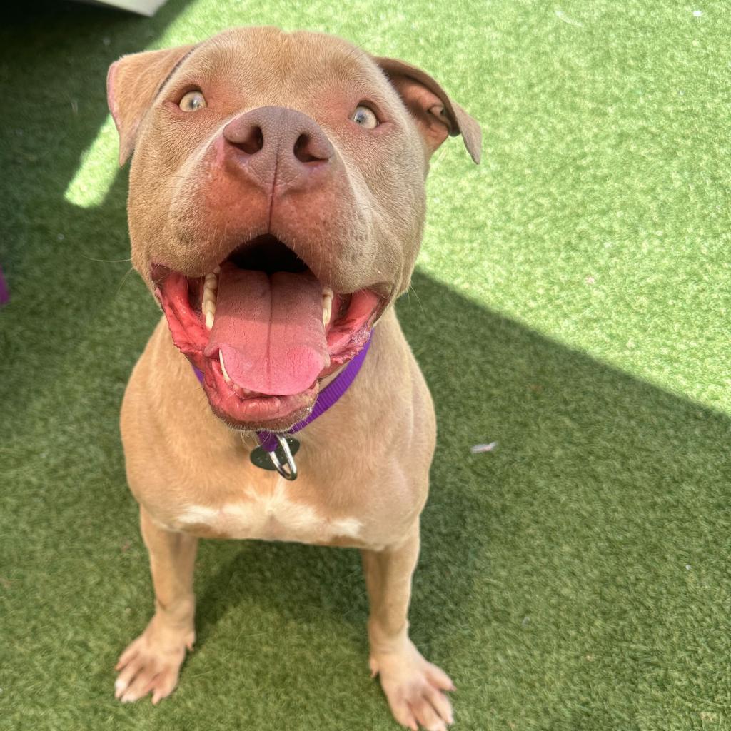 Enlarge Razzle, a Adoptable American Bully in Los Angeles, CA image 2/5