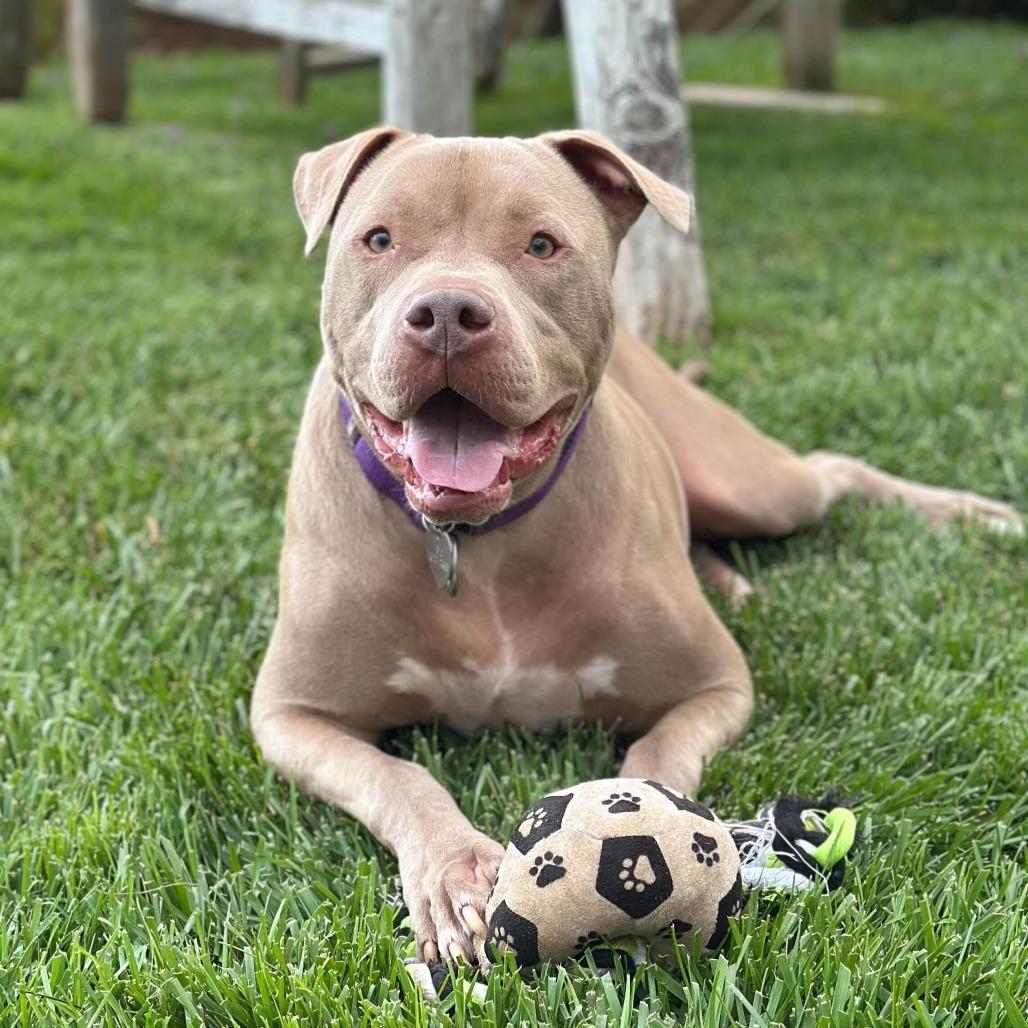 Enlarge Razzle, a Adoptable American Bully in Los Angeles, CA image 3/5