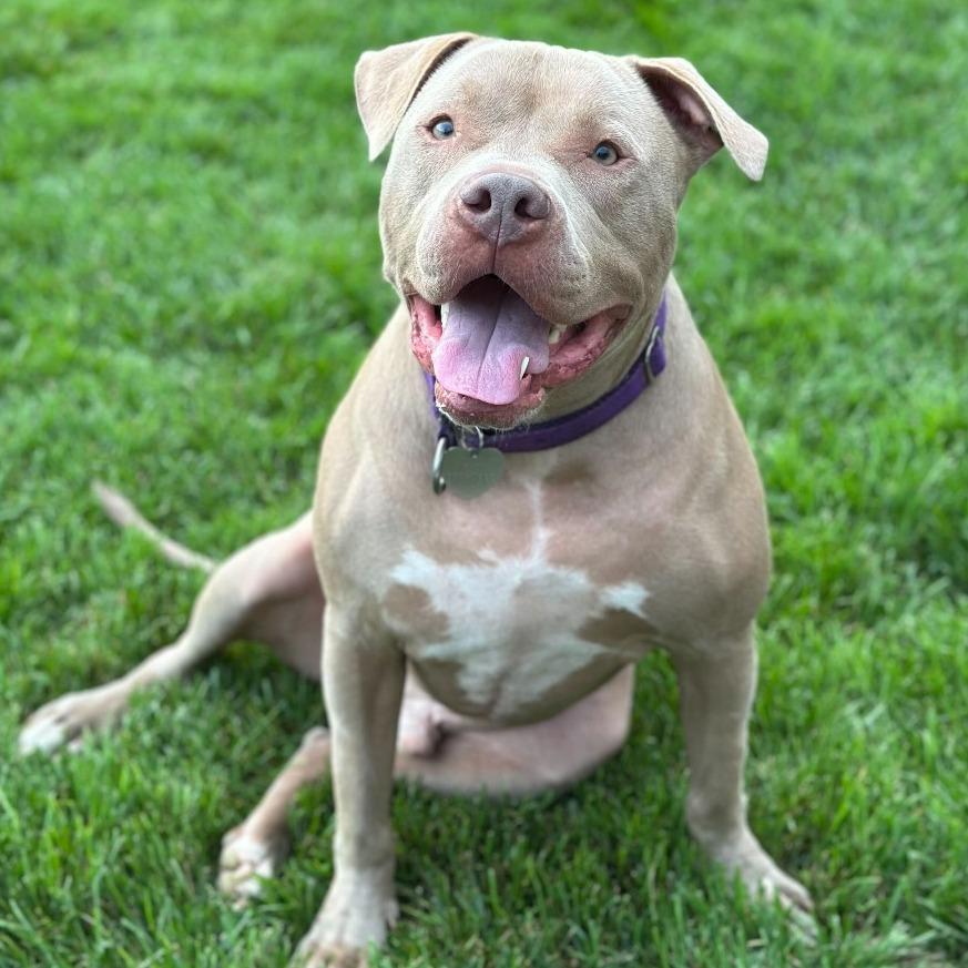 Enlarge Razzle, a Adoptable American Bully in Los Angeles, CA image 4/5